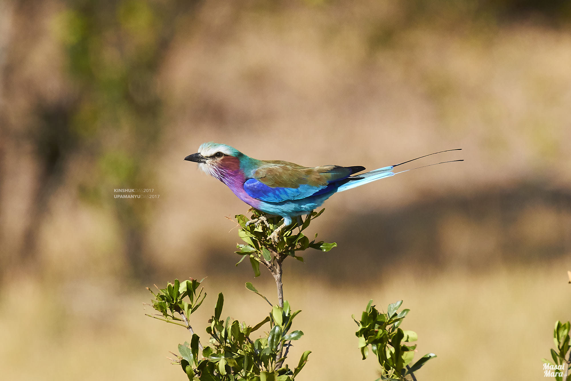 Lilac-breasted Roller (Masai Mara)