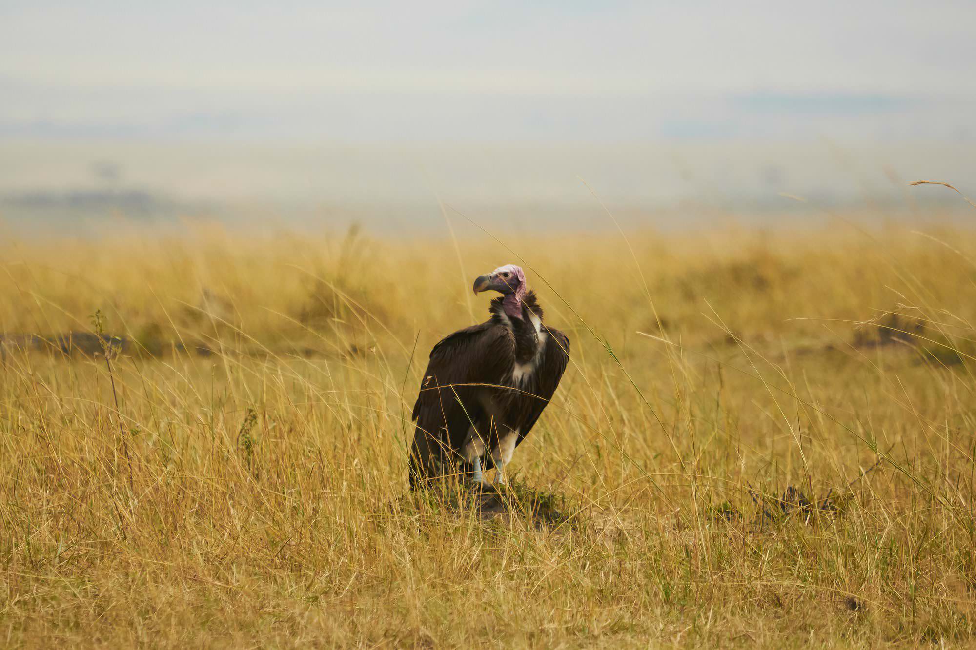 Lapet Faced Vulture