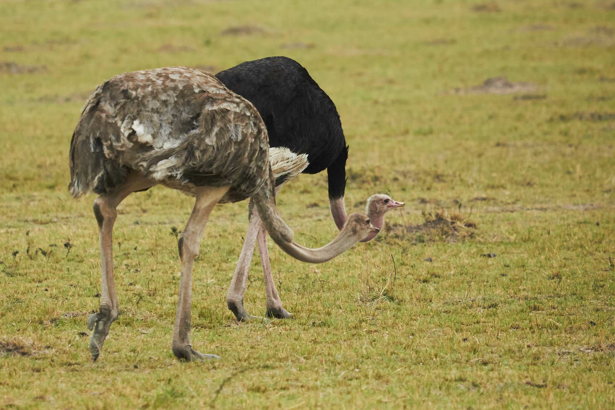 Ostrich Couple