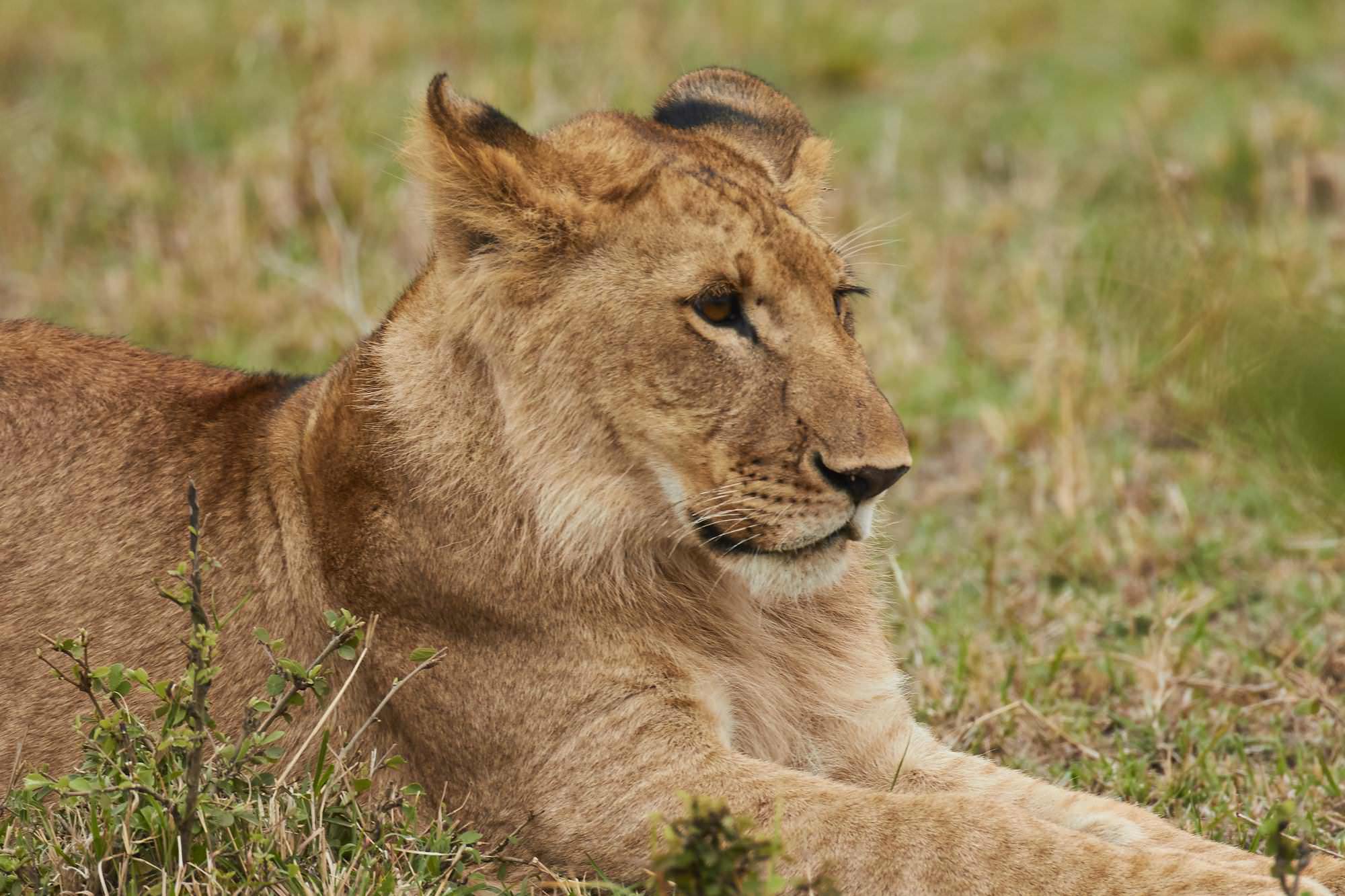 Lion Cub