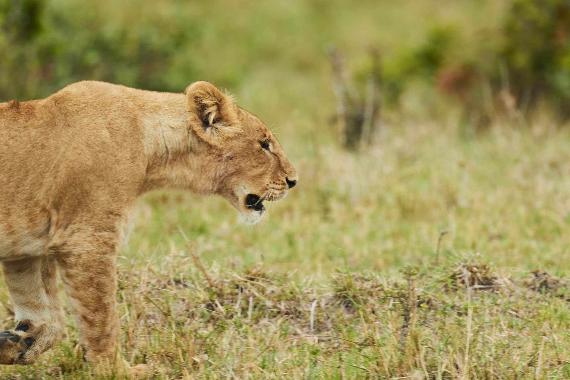 Lion Cub