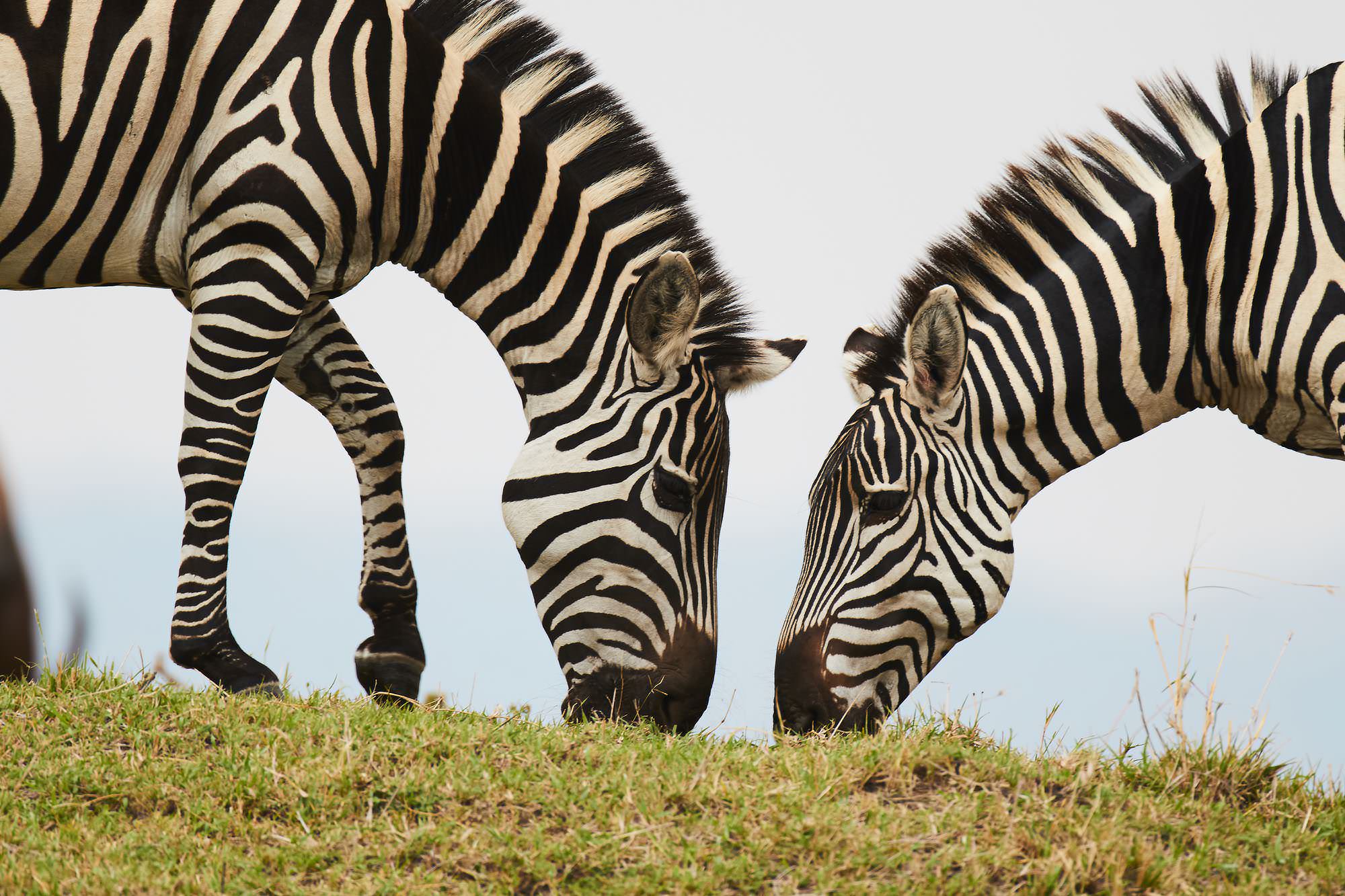 Zebras