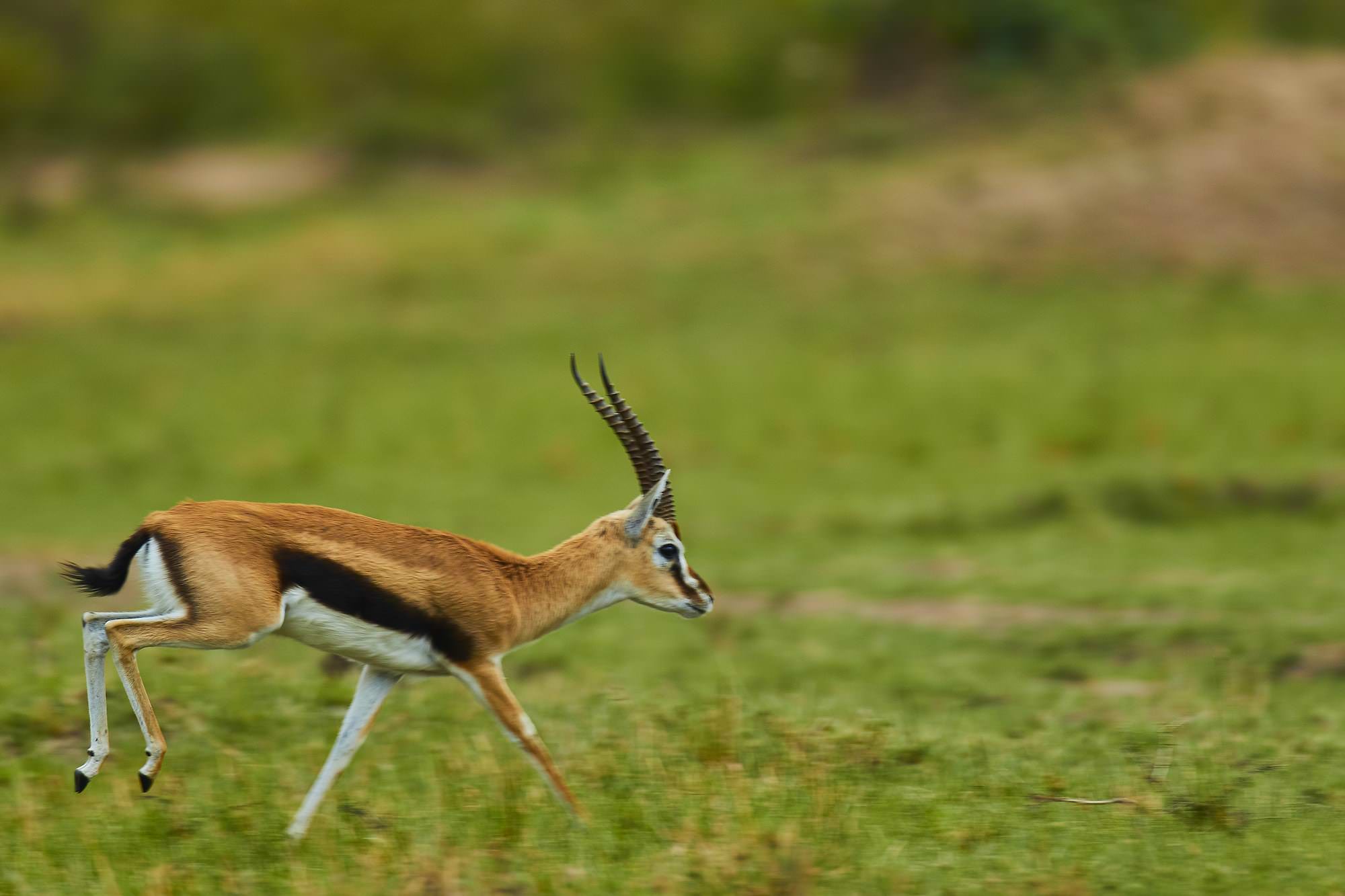 Thompsons Gazelle