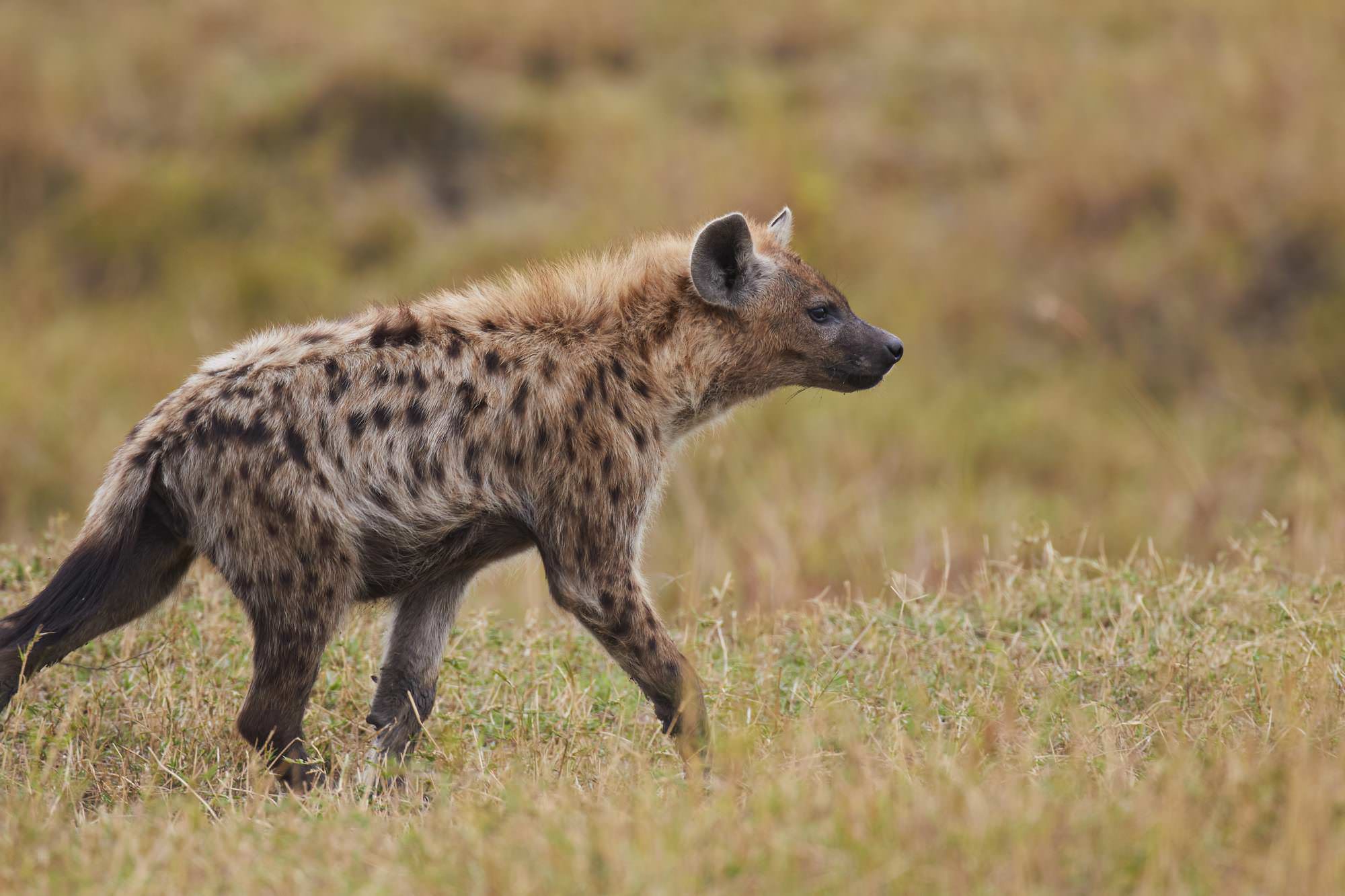 Hyena