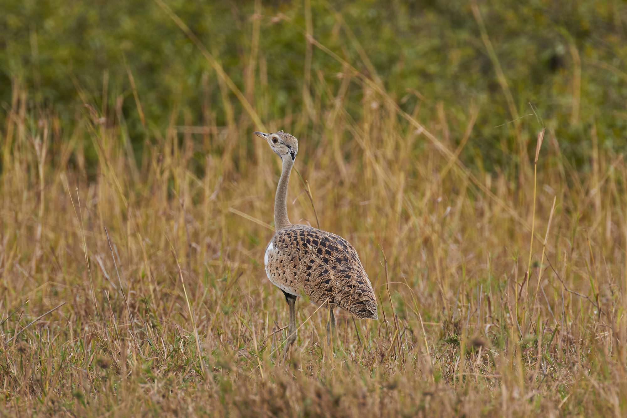 Black Bellied Bustard