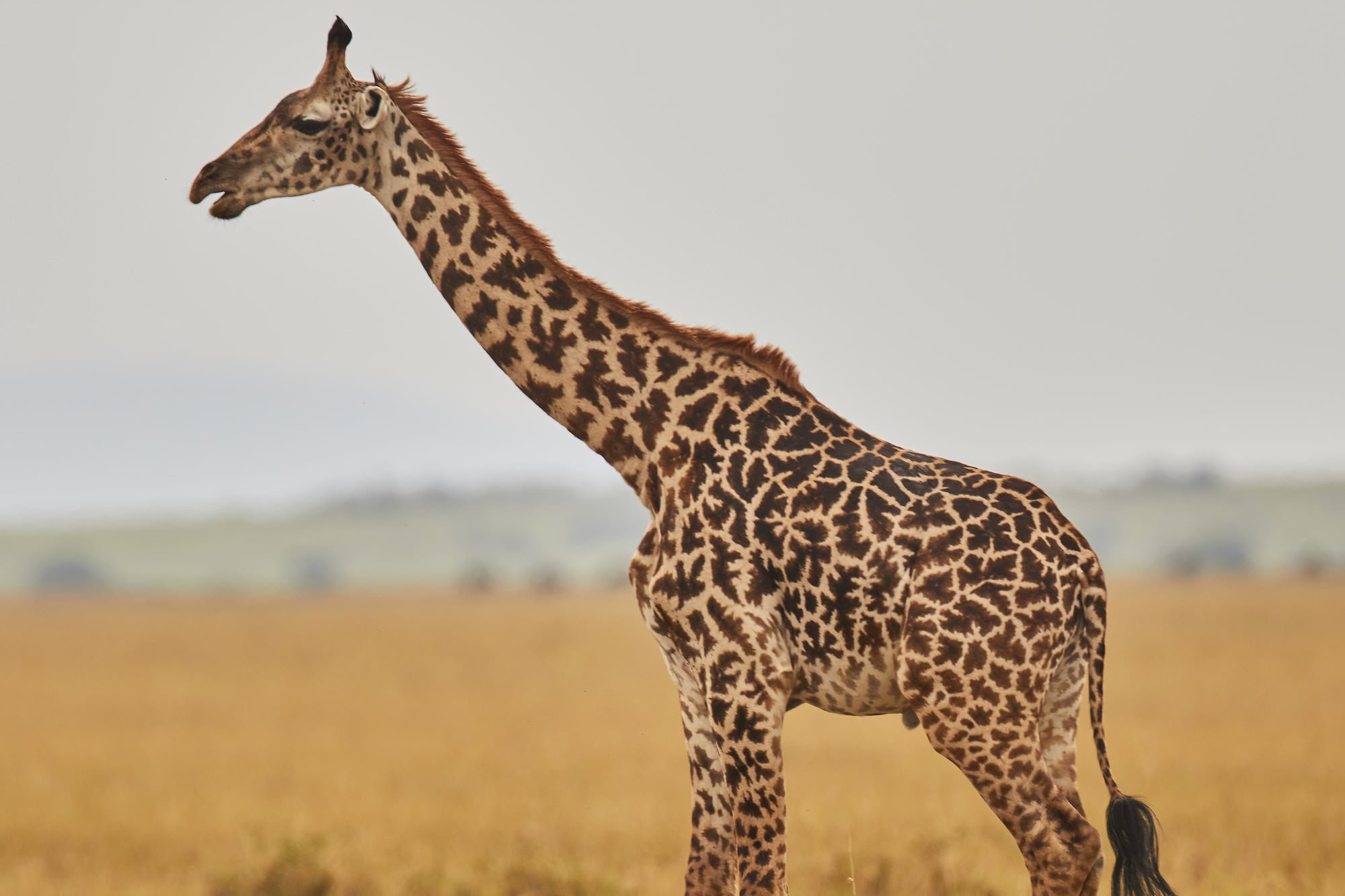 Masai Giraffe