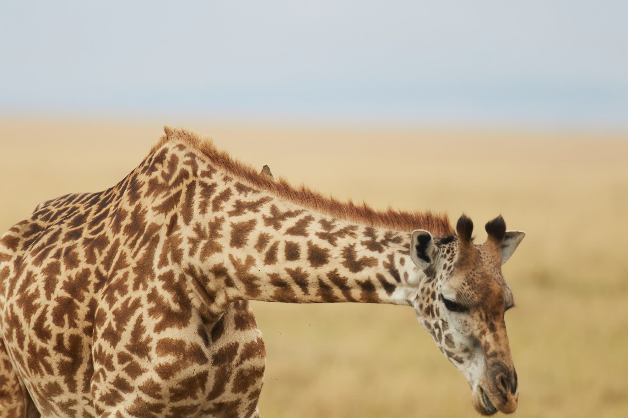 Masai Giraffe