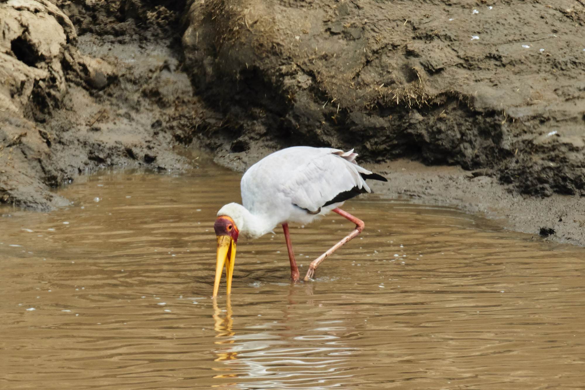 Yellow Billed Stork