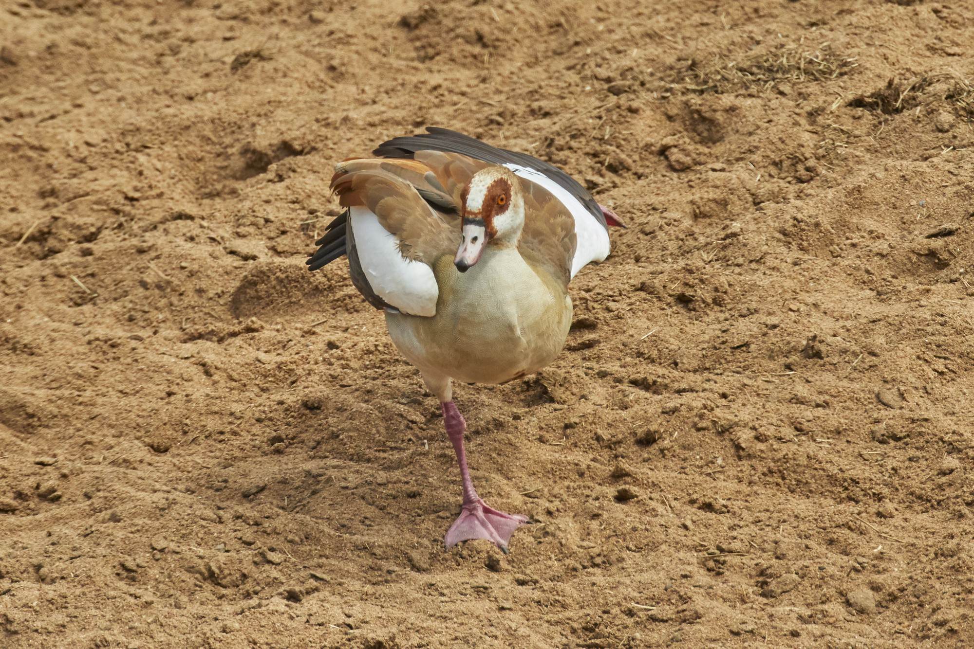 Egyptian Goose