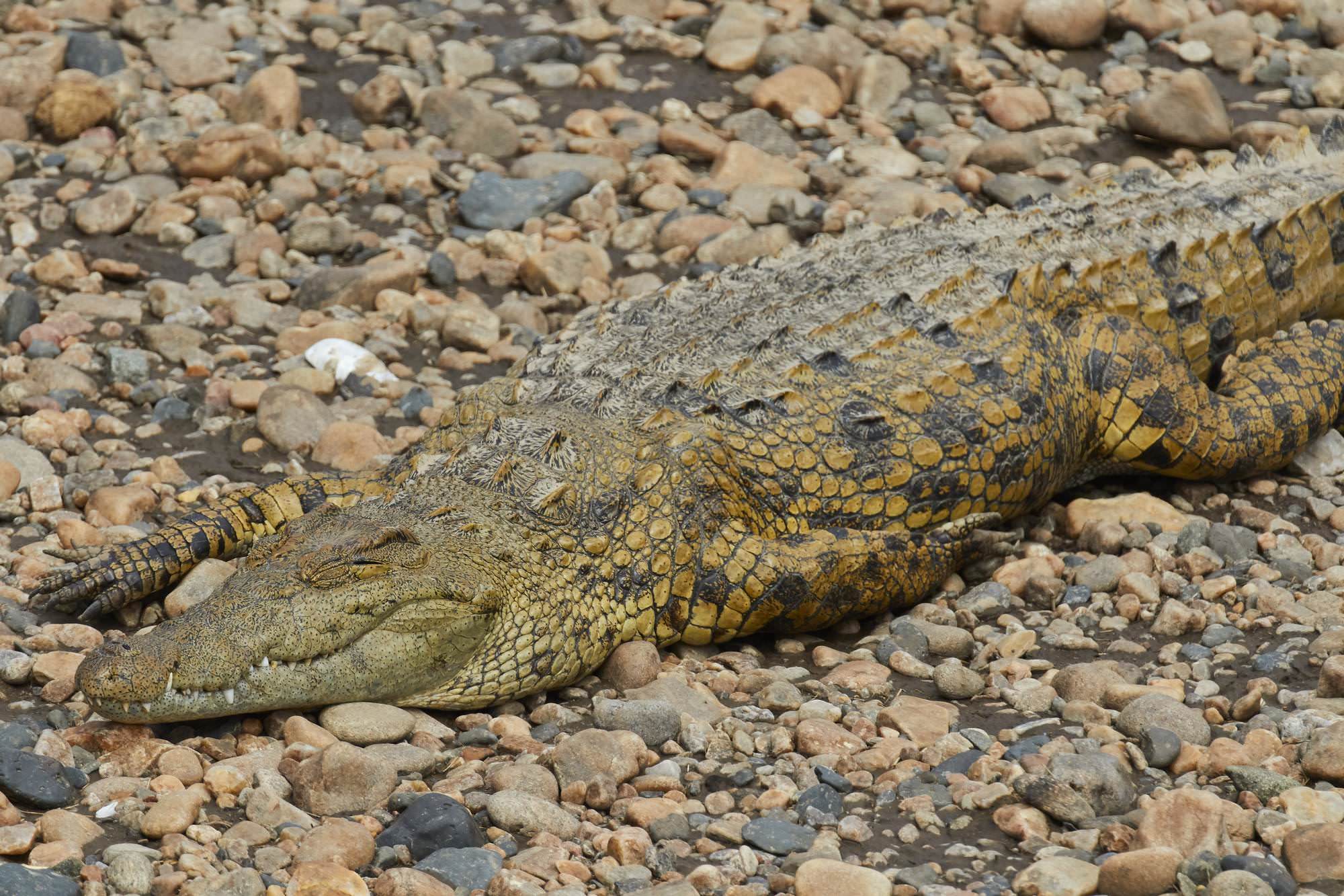 Nile Crocodile