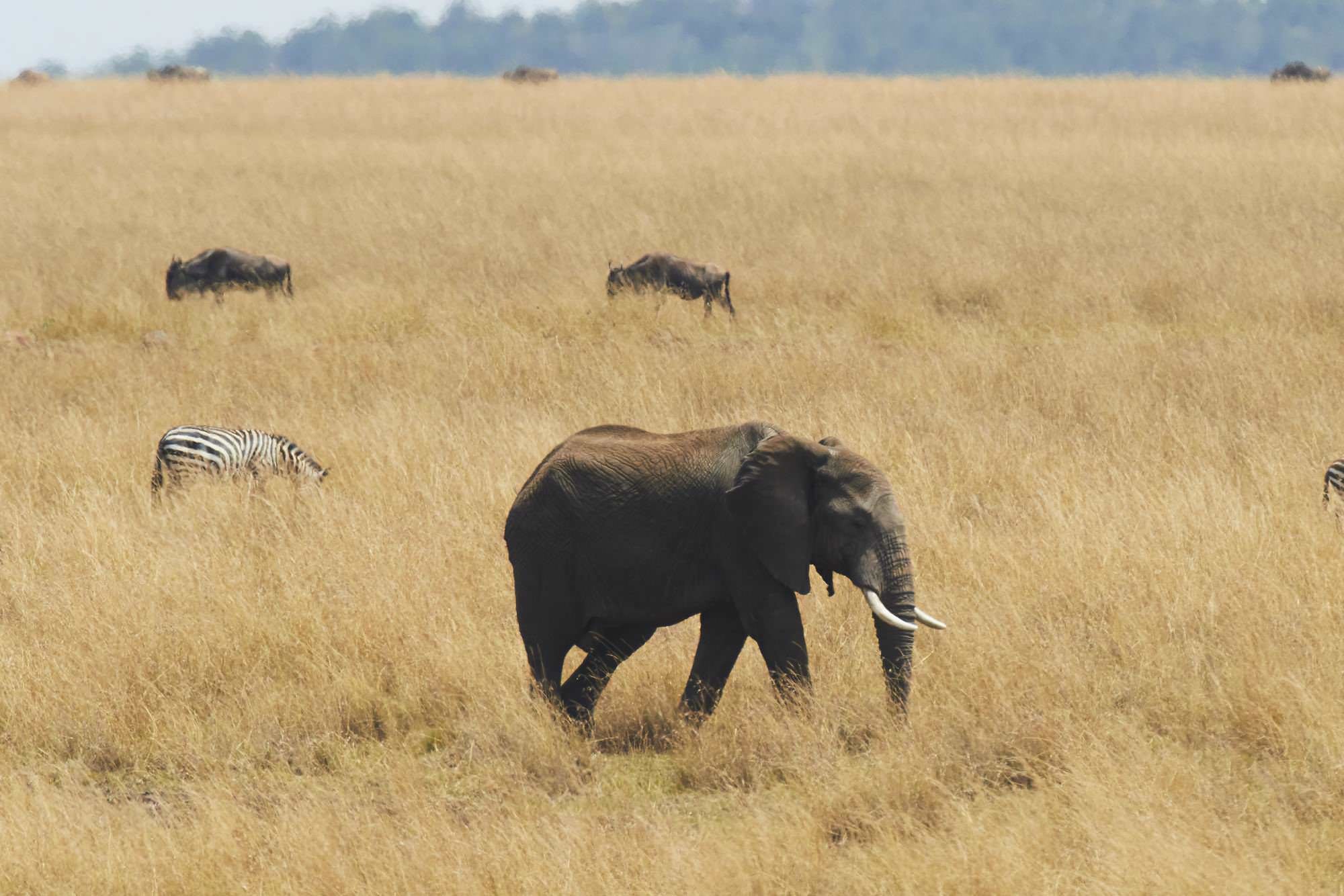 African Elefant