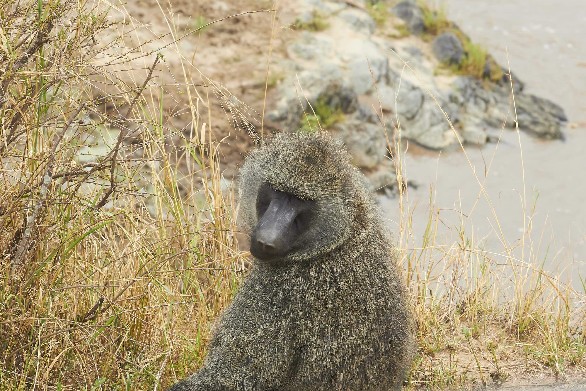 Olive Baboon