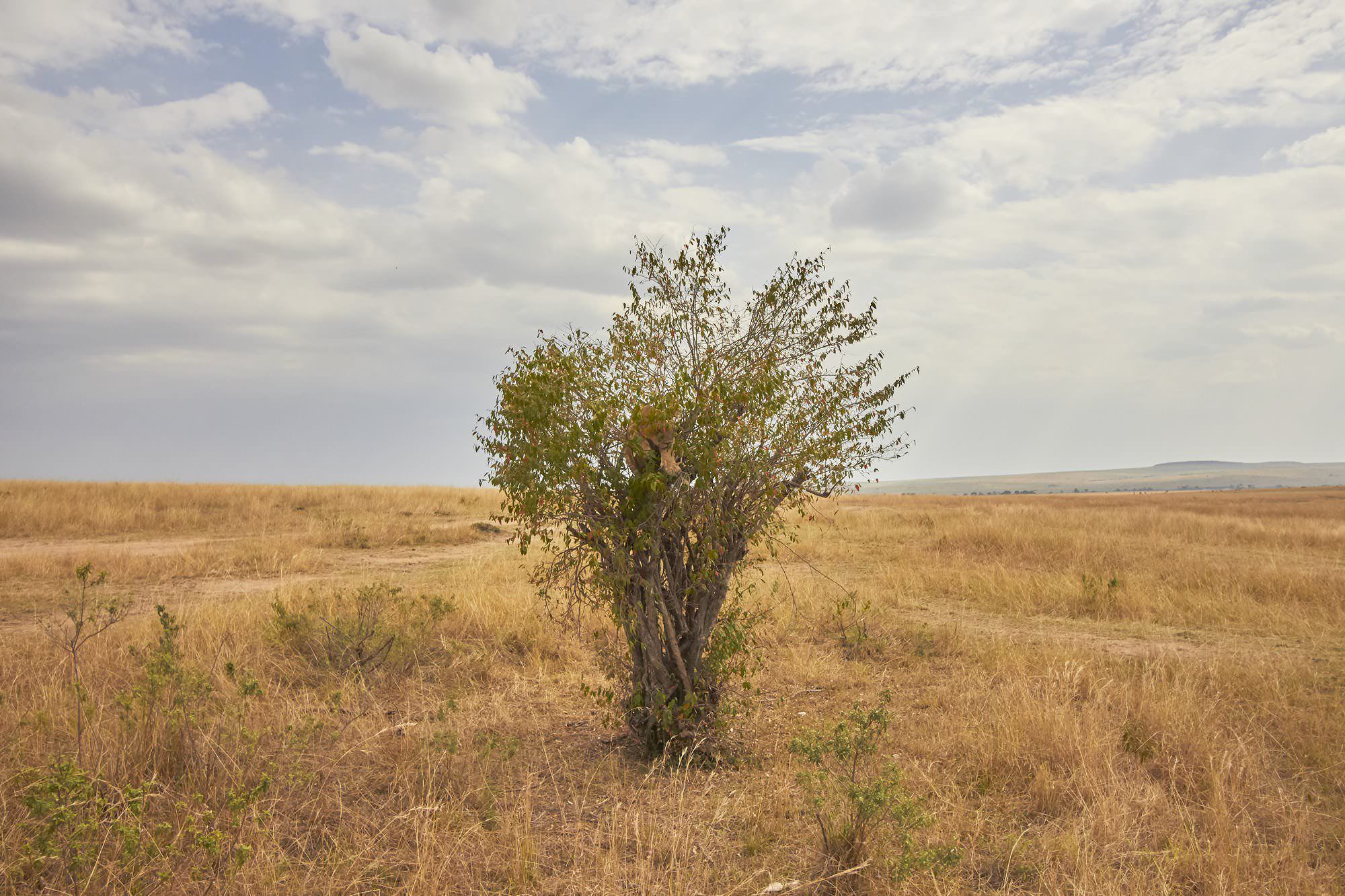 Lioness on a Small Tree