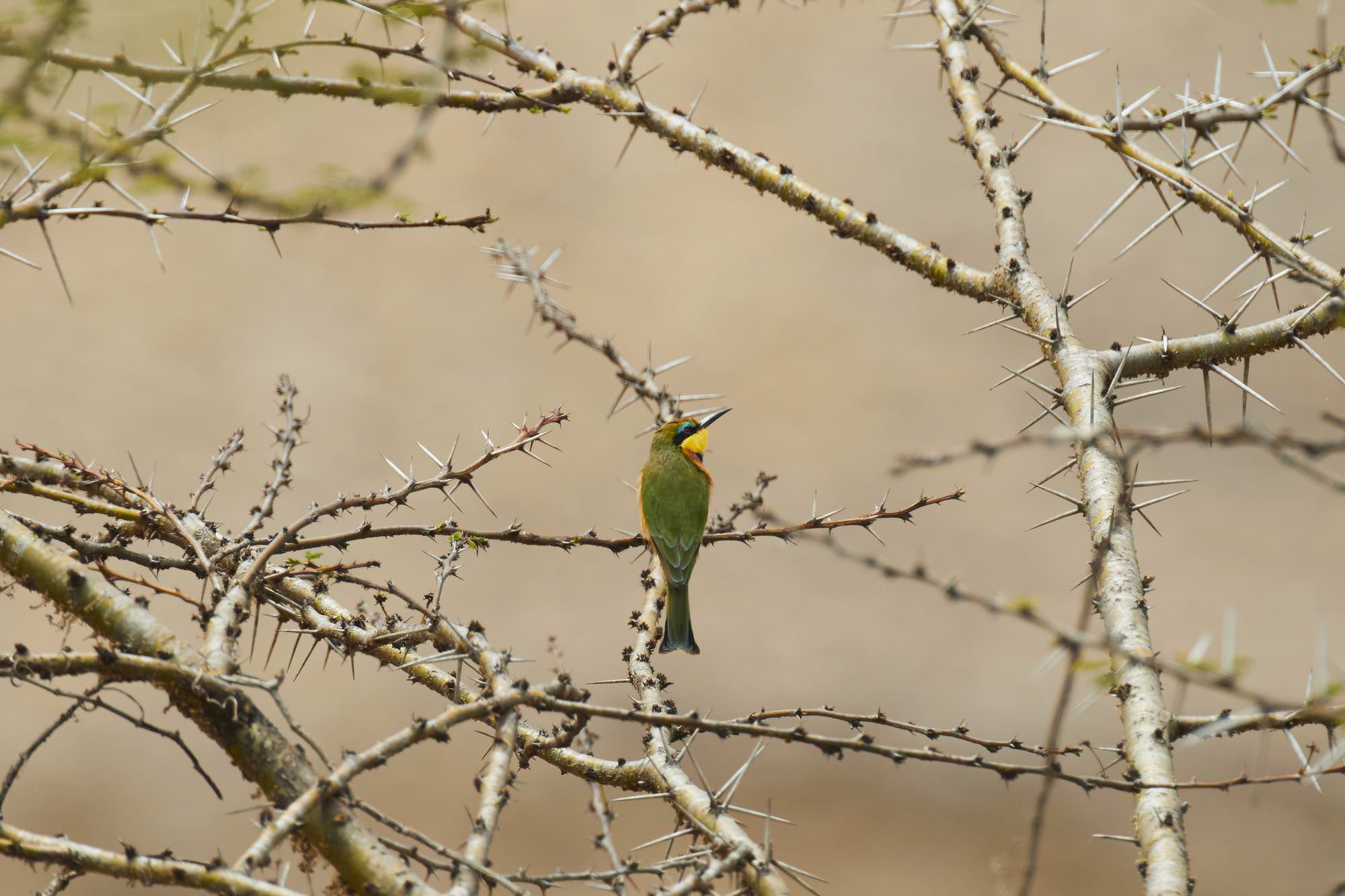 Green Bee Eater