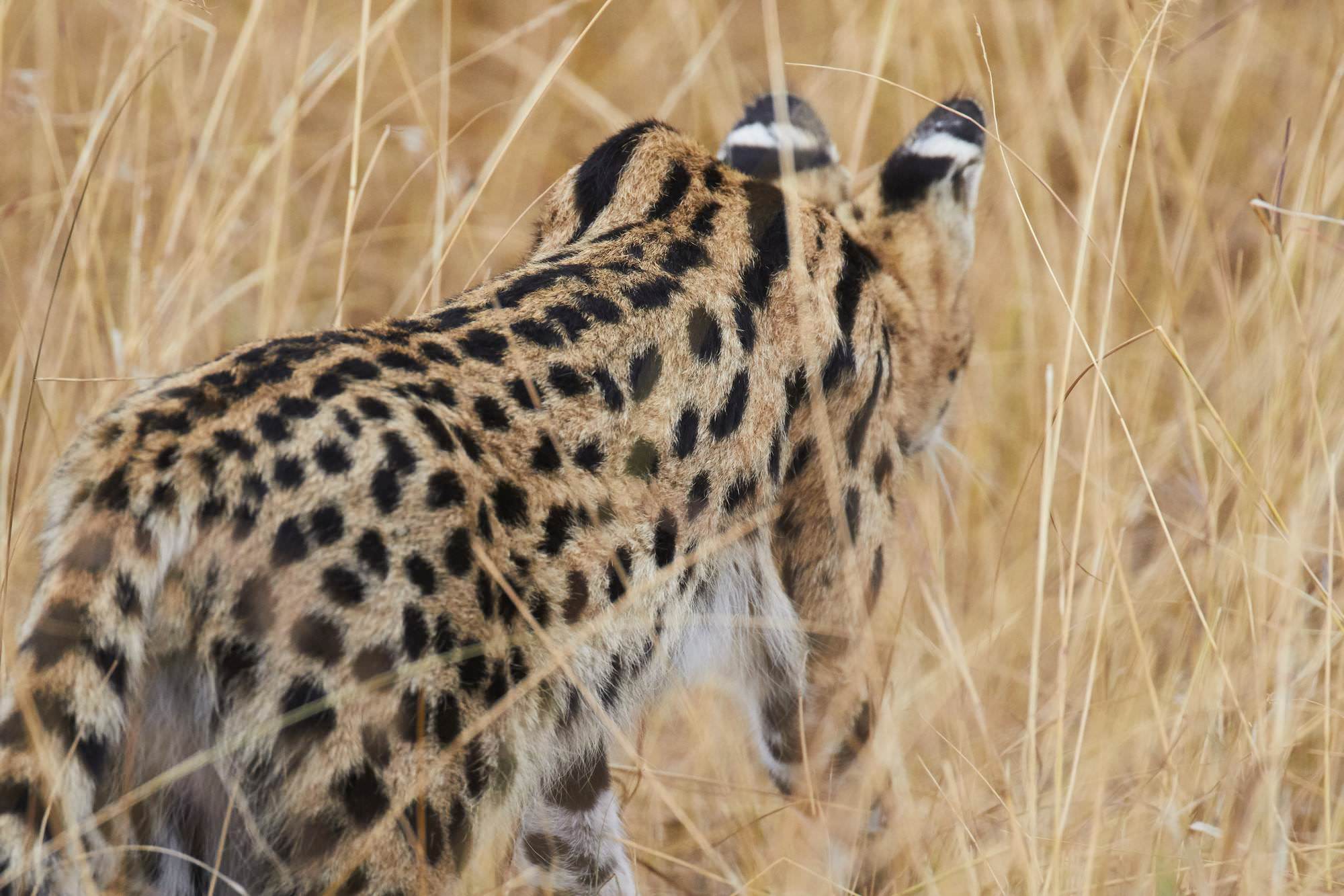 Serval Cat (Back)