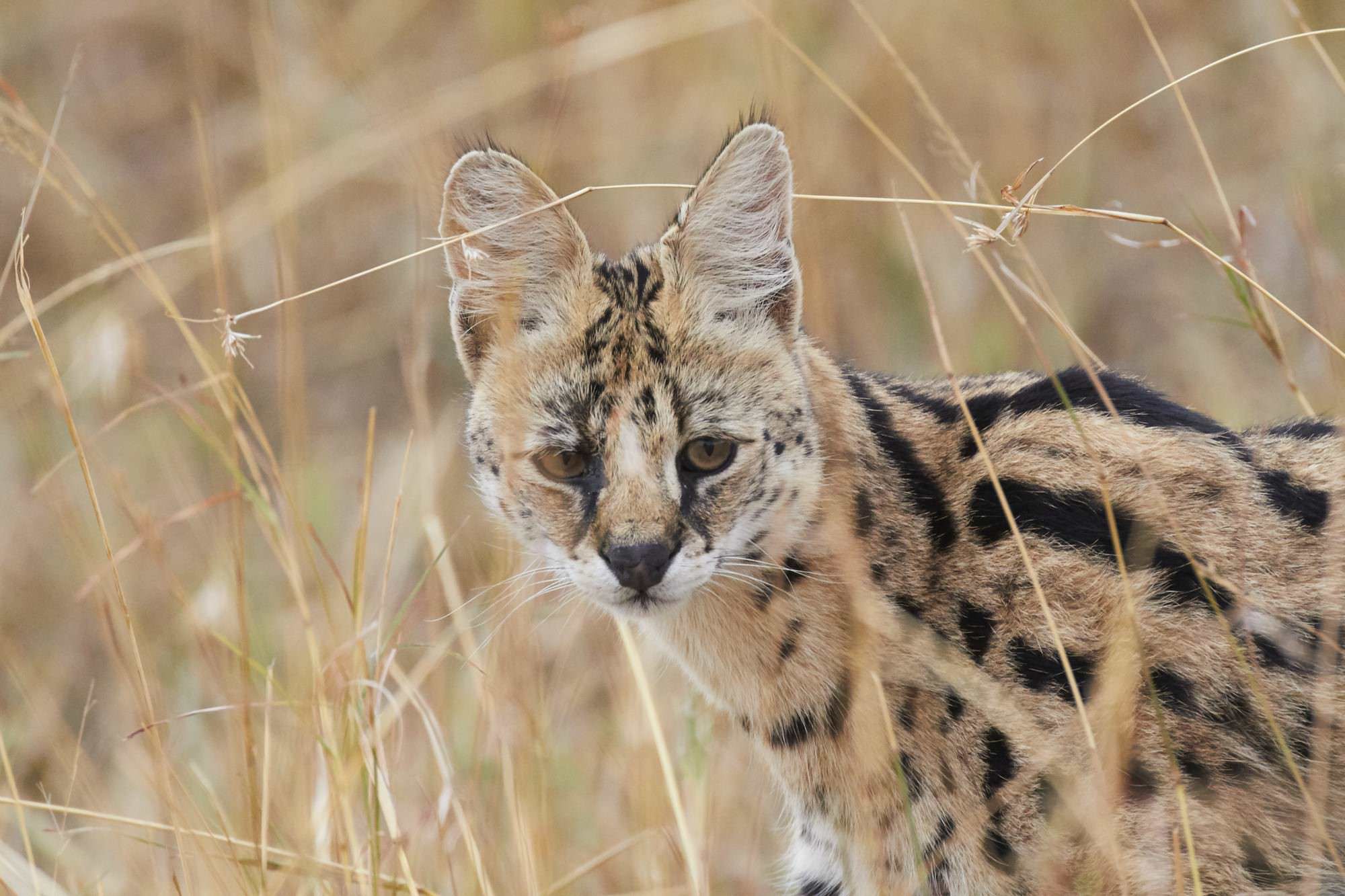 Serval Cat