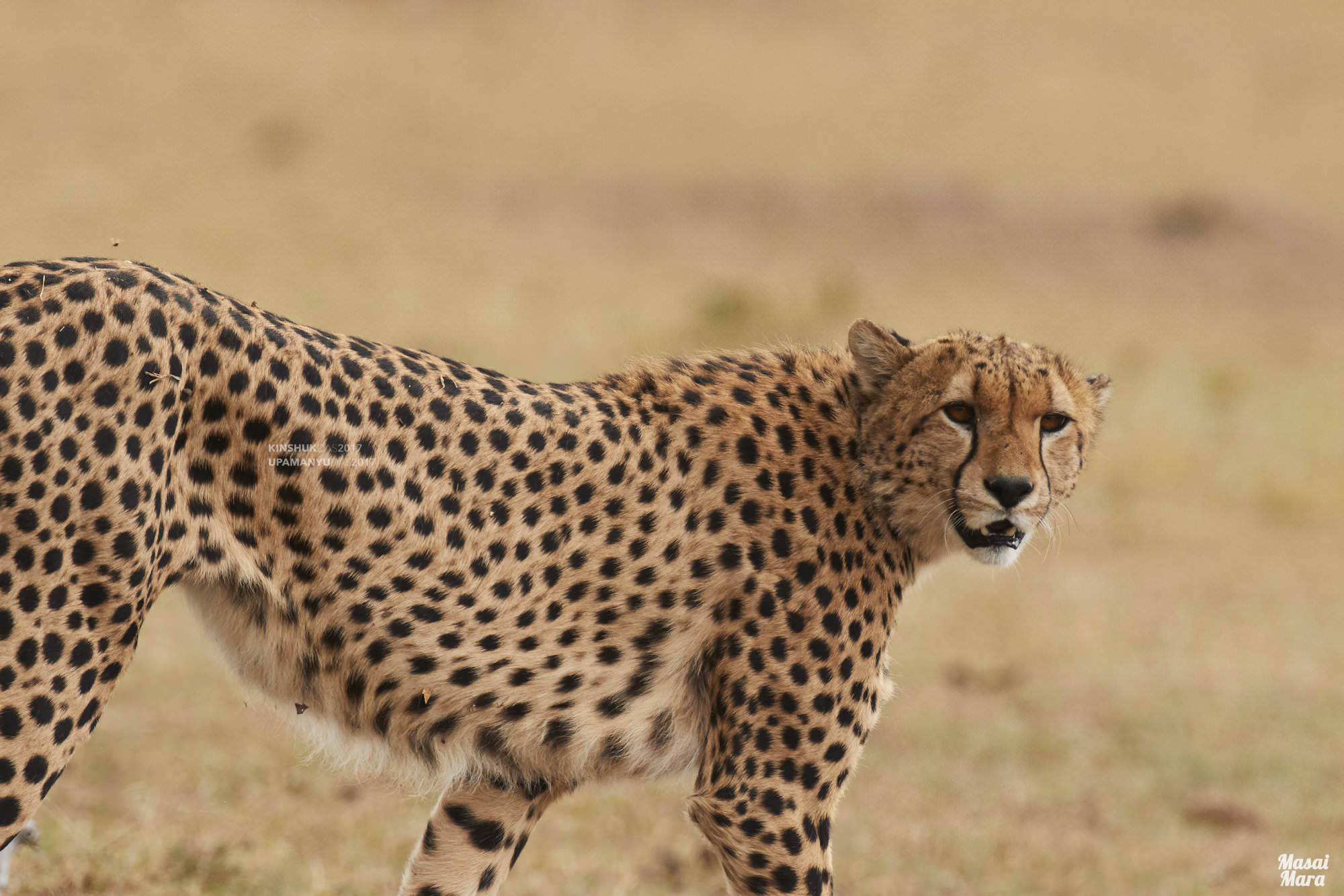 Cheetah