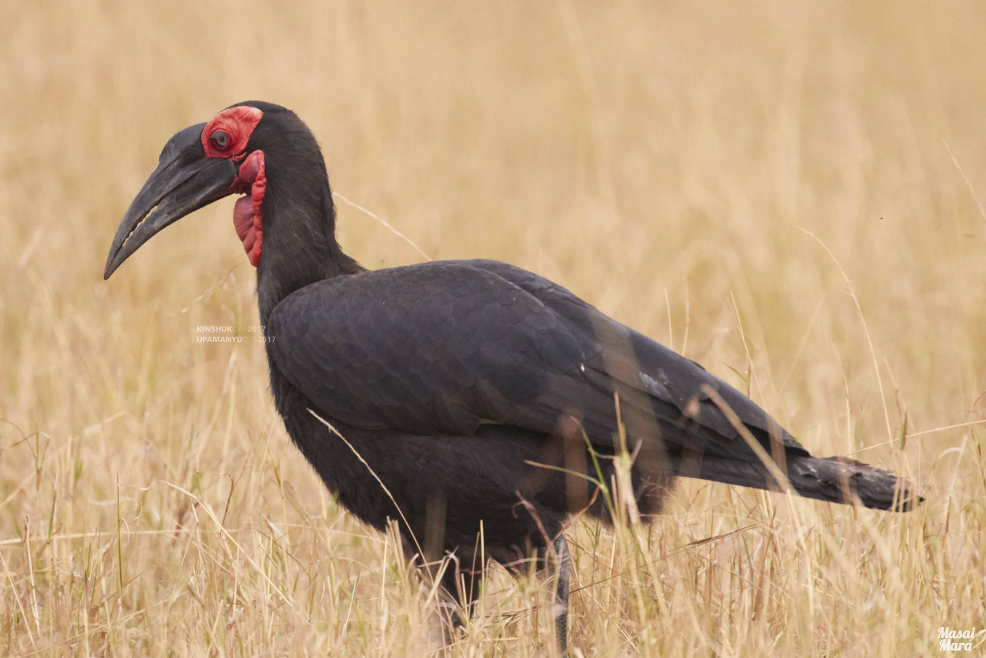 Southern Ground Hornbill