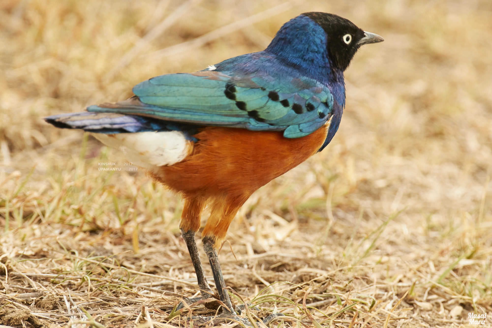 Superb Starling