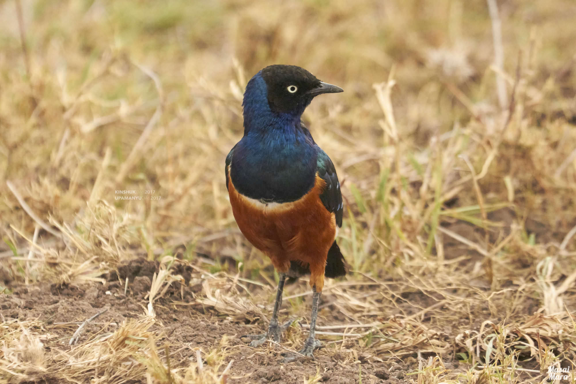 Superb Starling