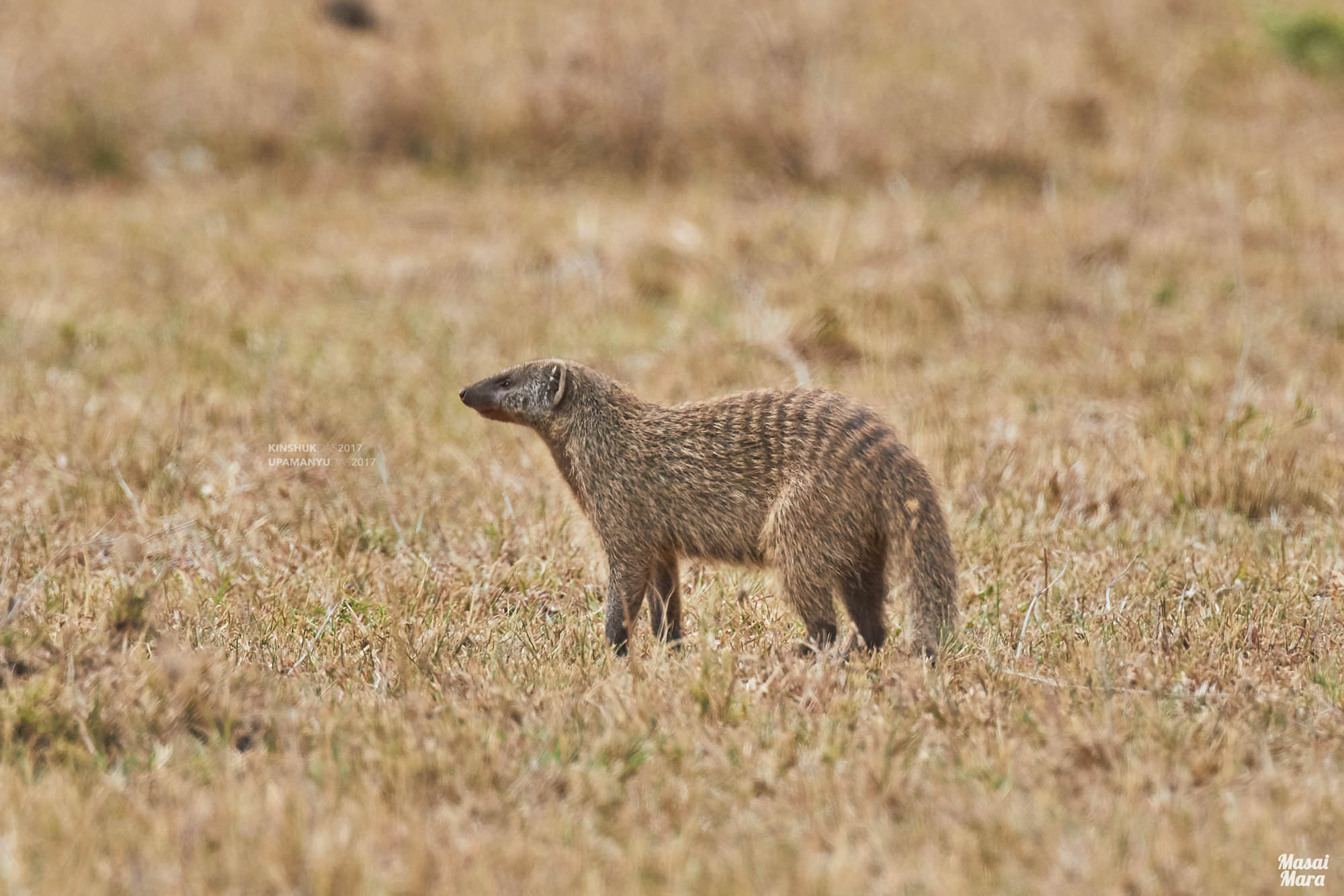 Banded Mongoose