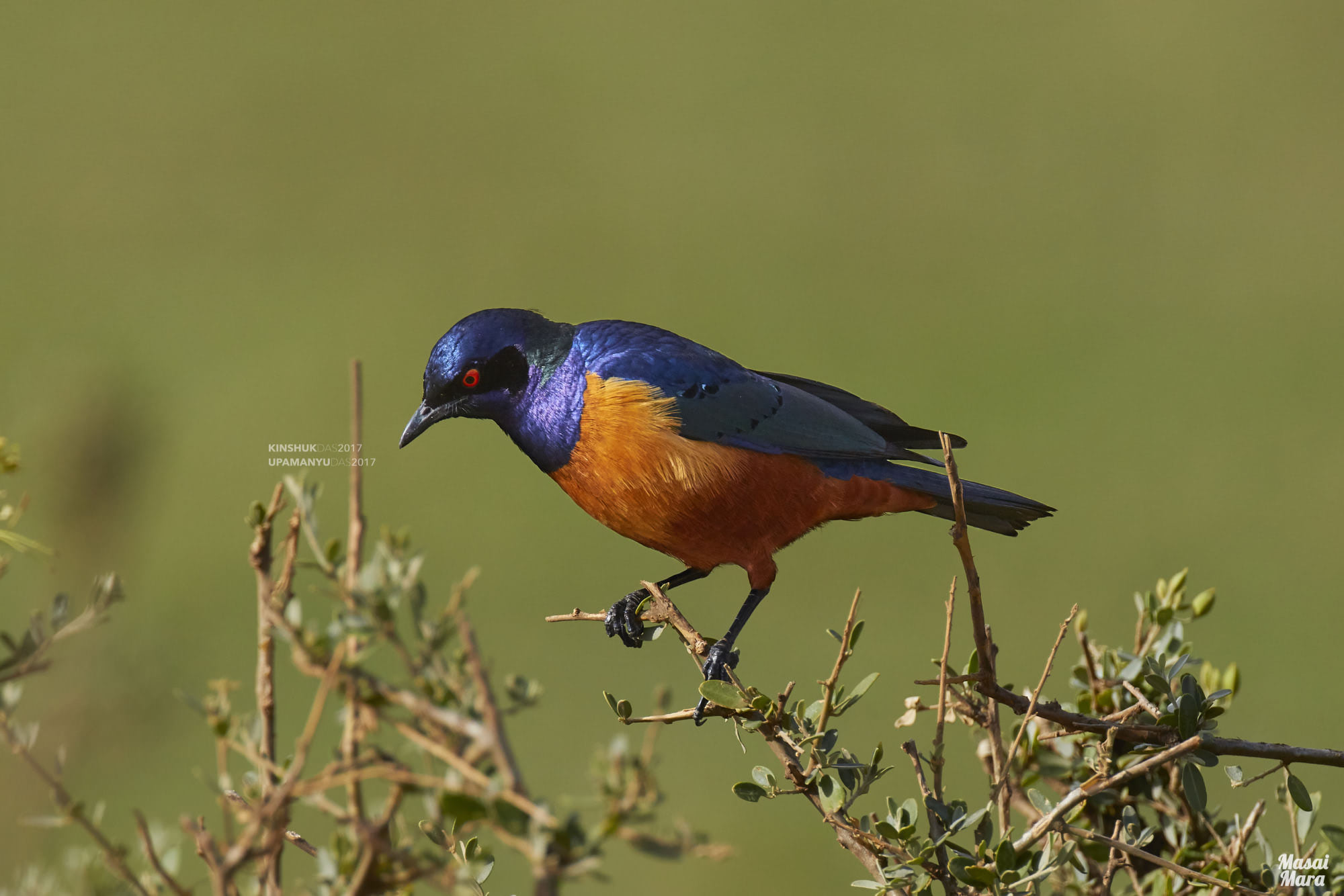 Hildebrandts Starling