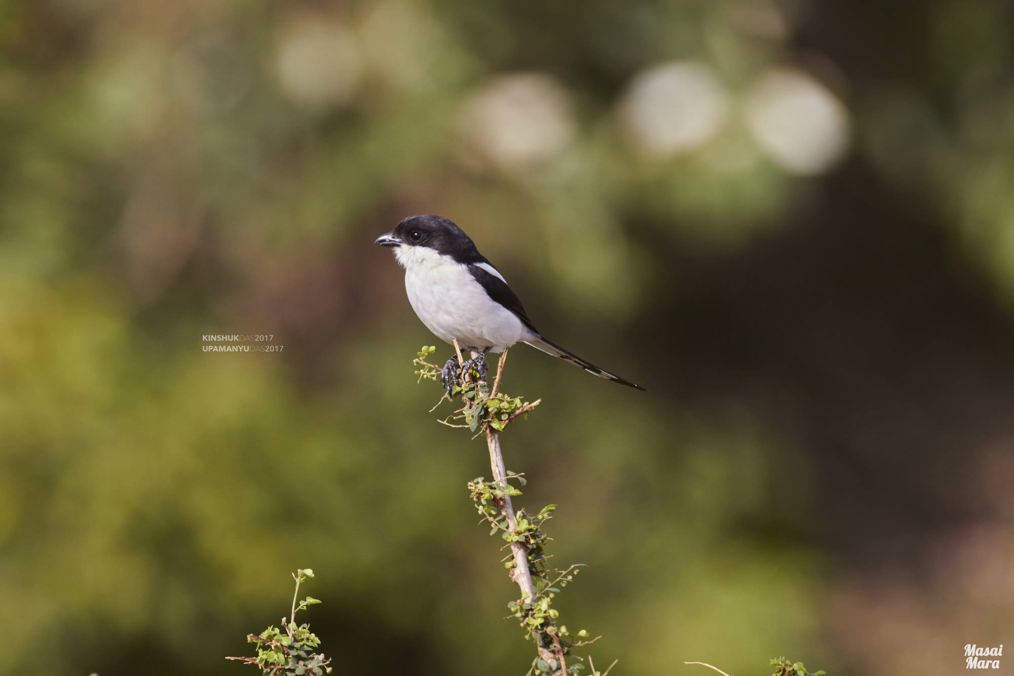 Common Fiscal-Shrike