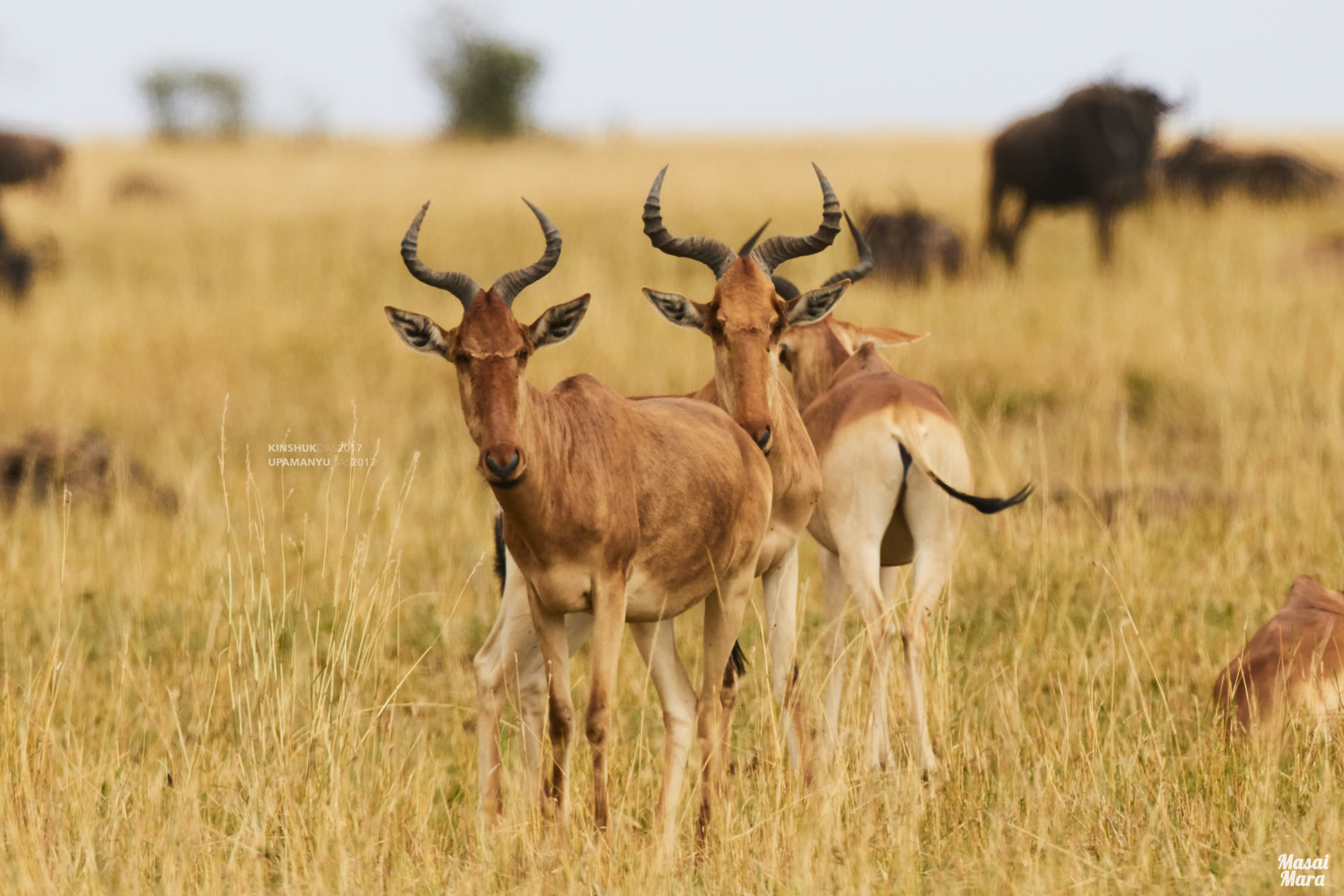 Coke's Hartebeest