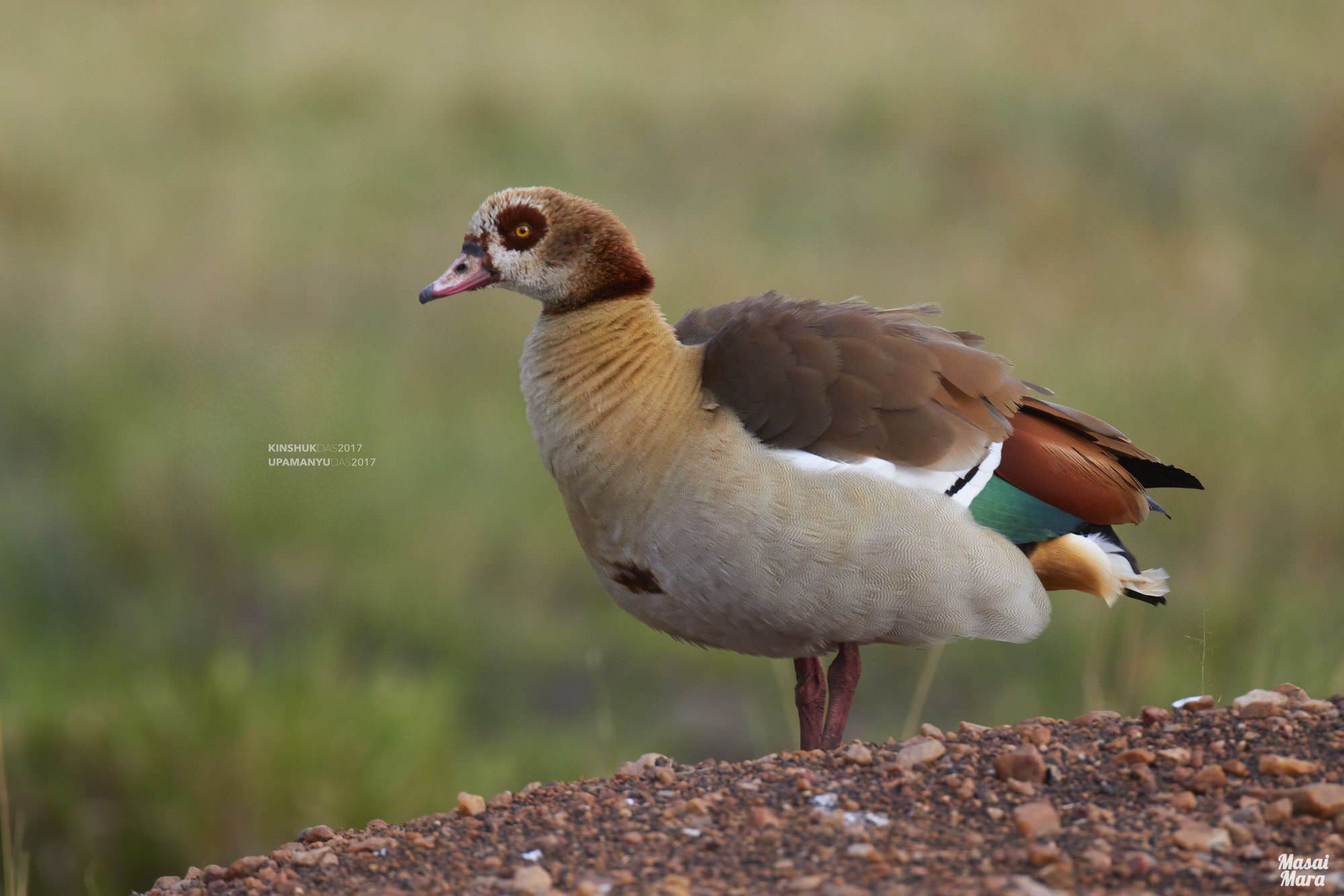 Egyptian Goose