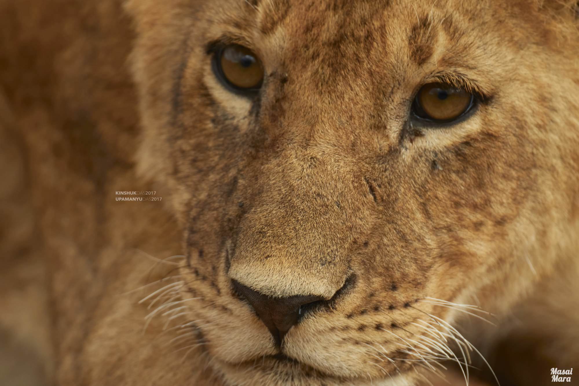 Lion Cub