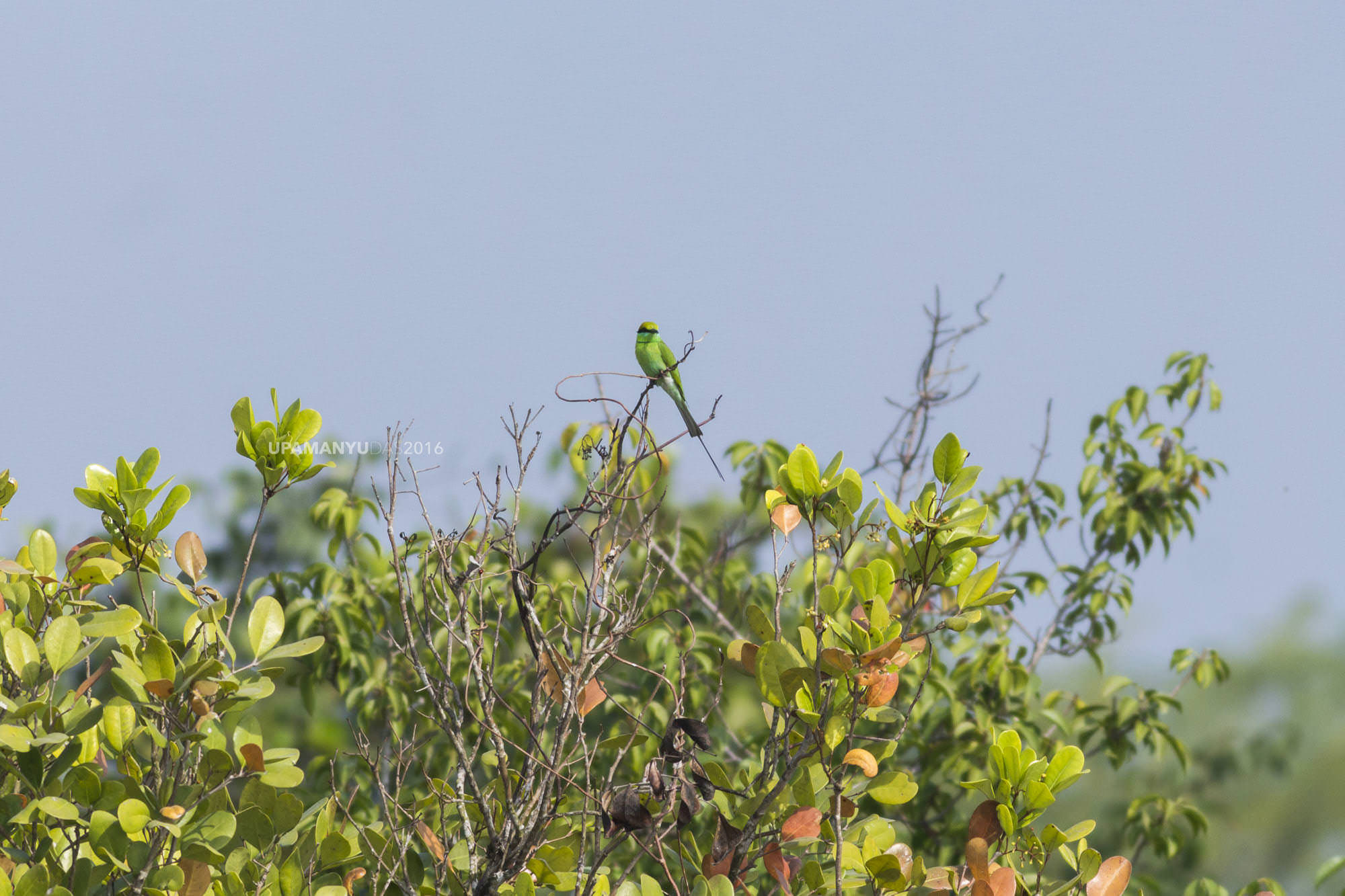 Green Bee Eater