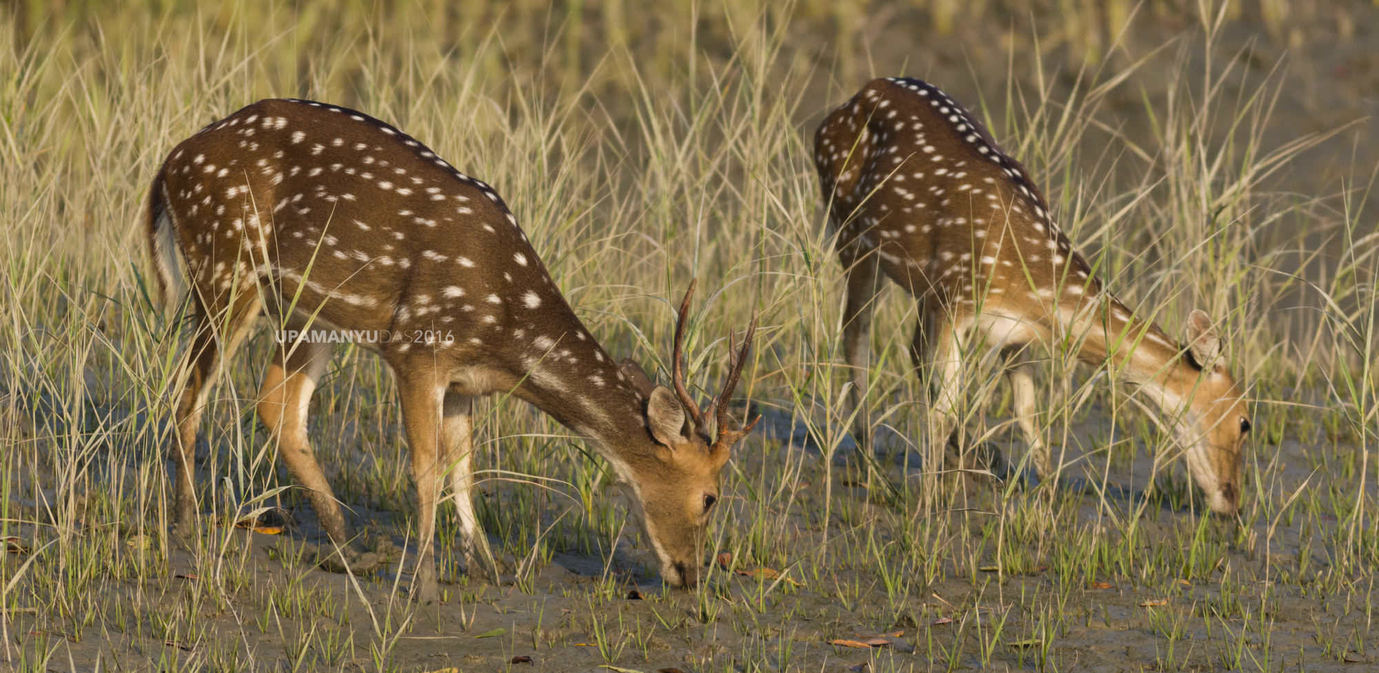 Spotted Deer