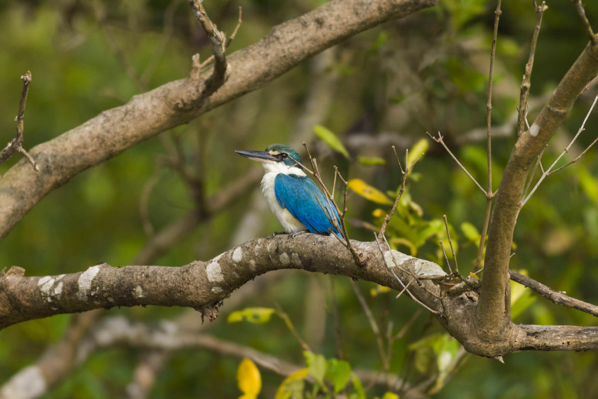 Collared Kingfisher