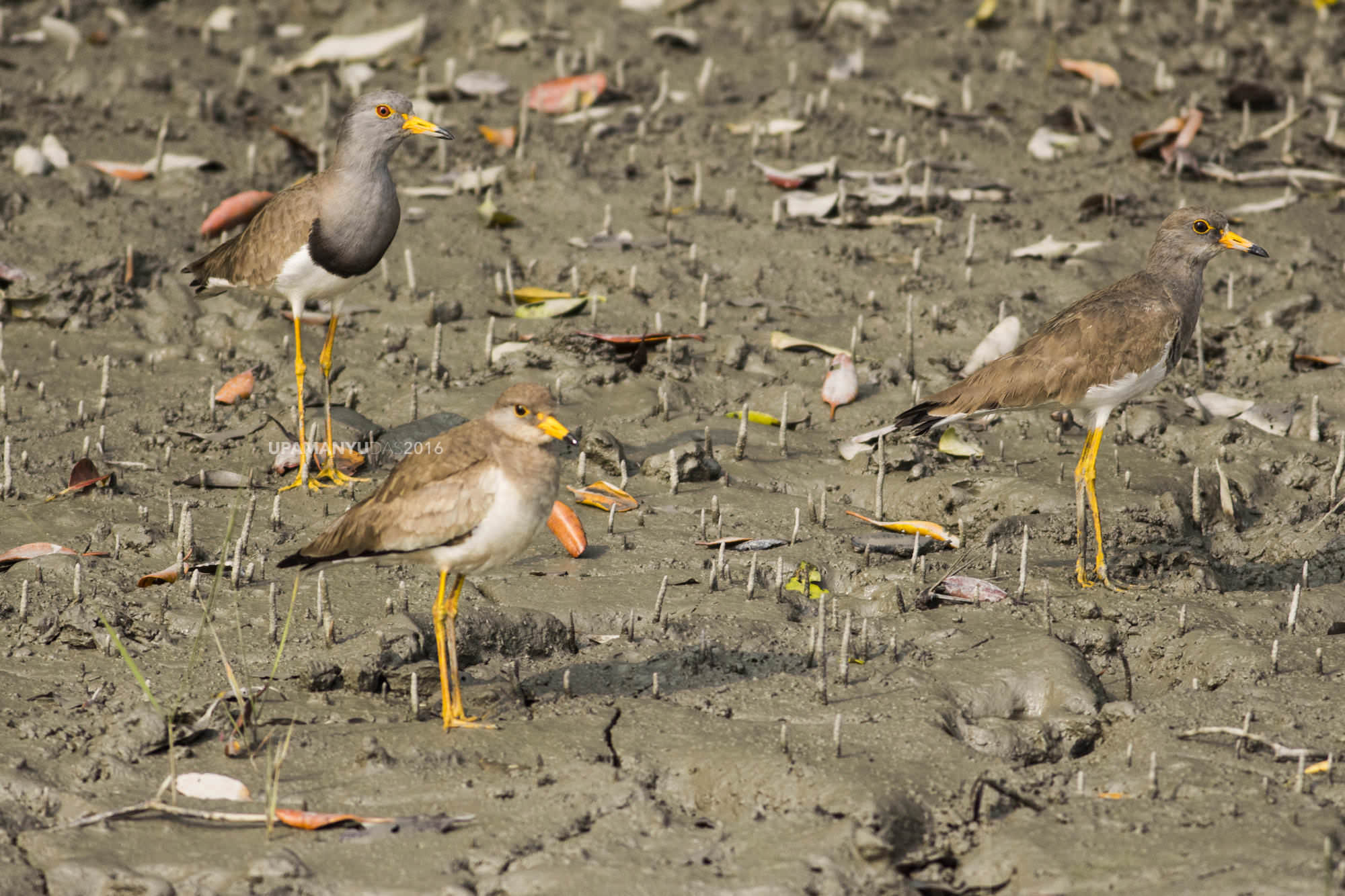 Grey Headed Lapwing