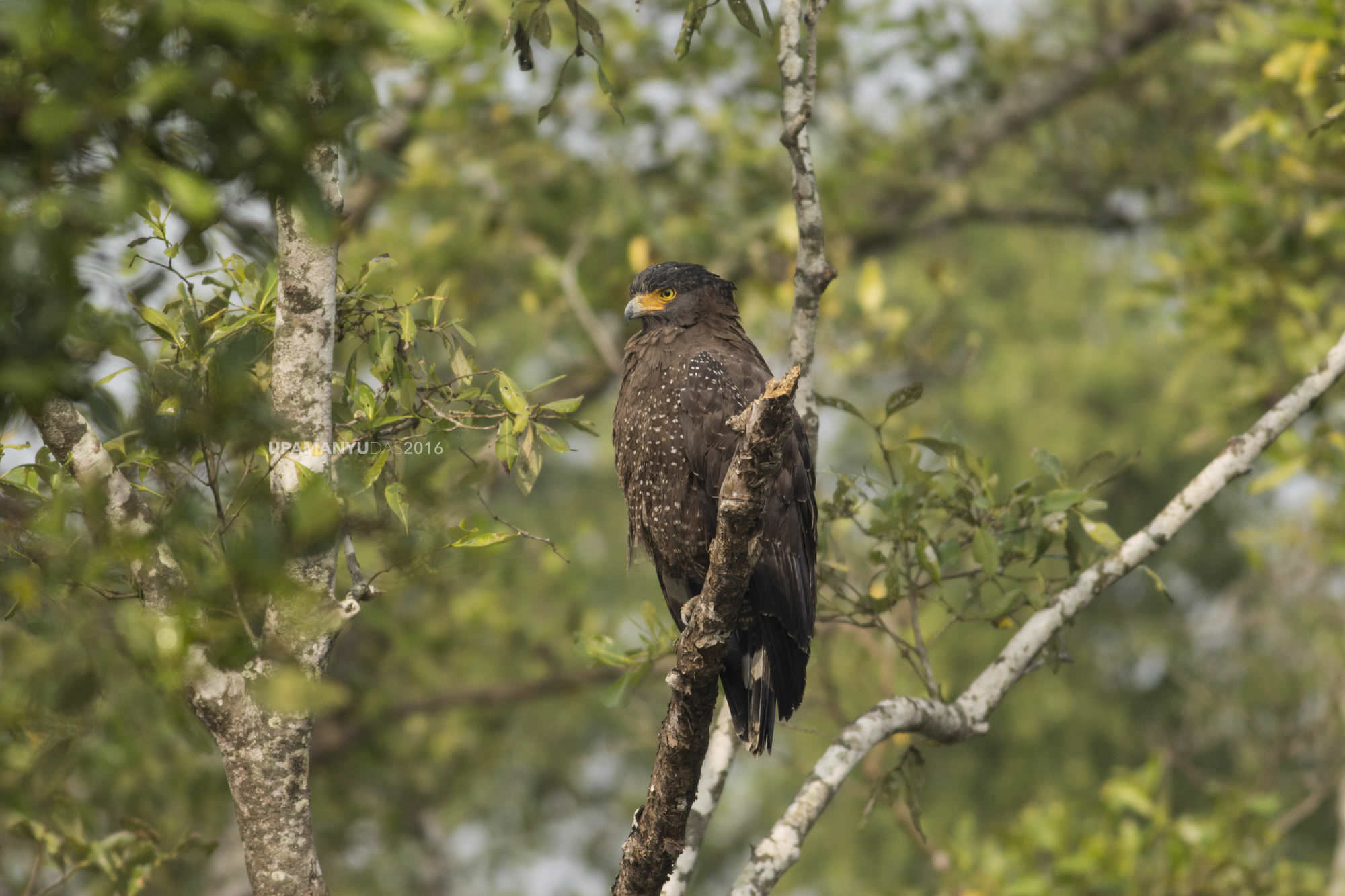 Crested Serpent Eagle