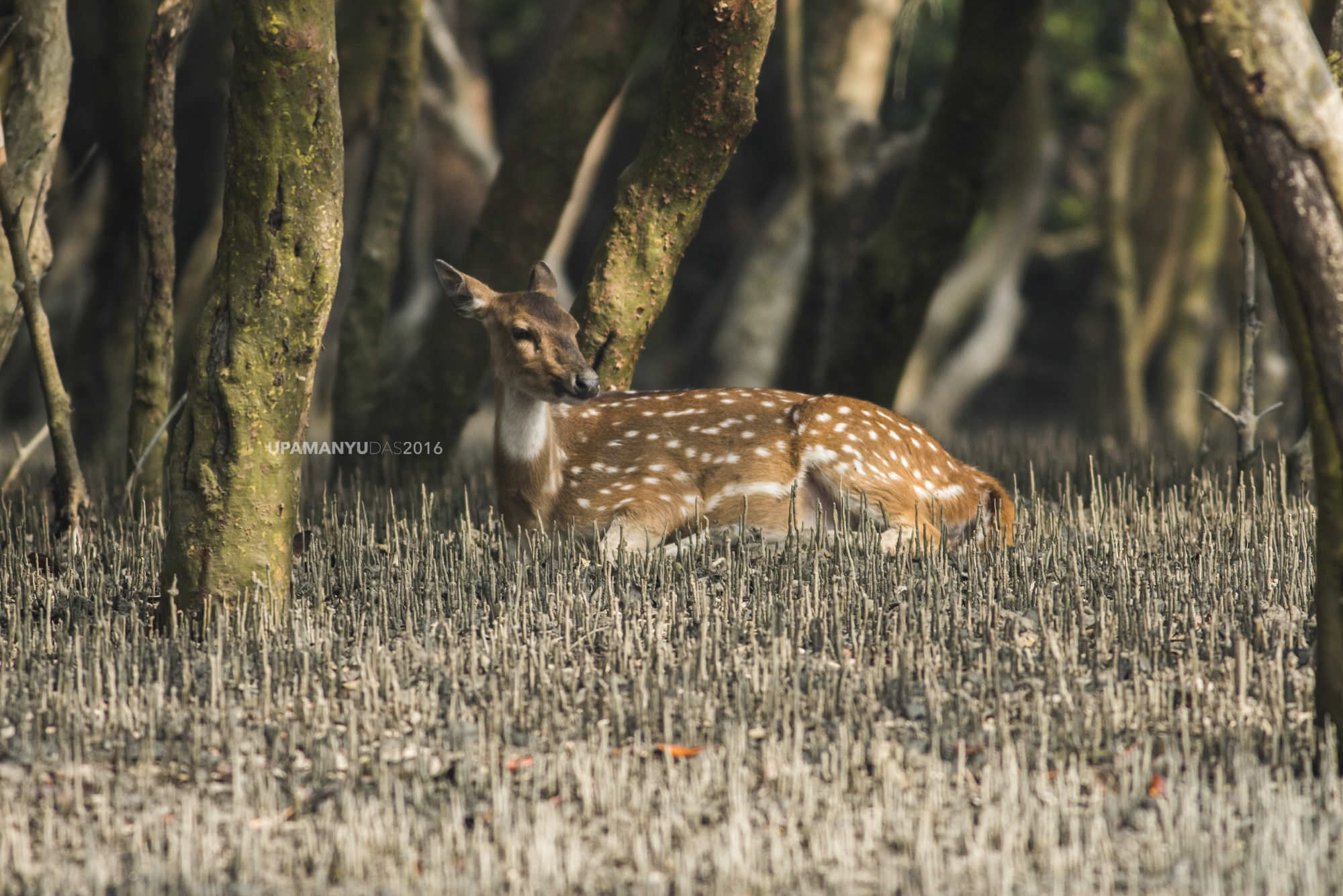 Spotted Deer