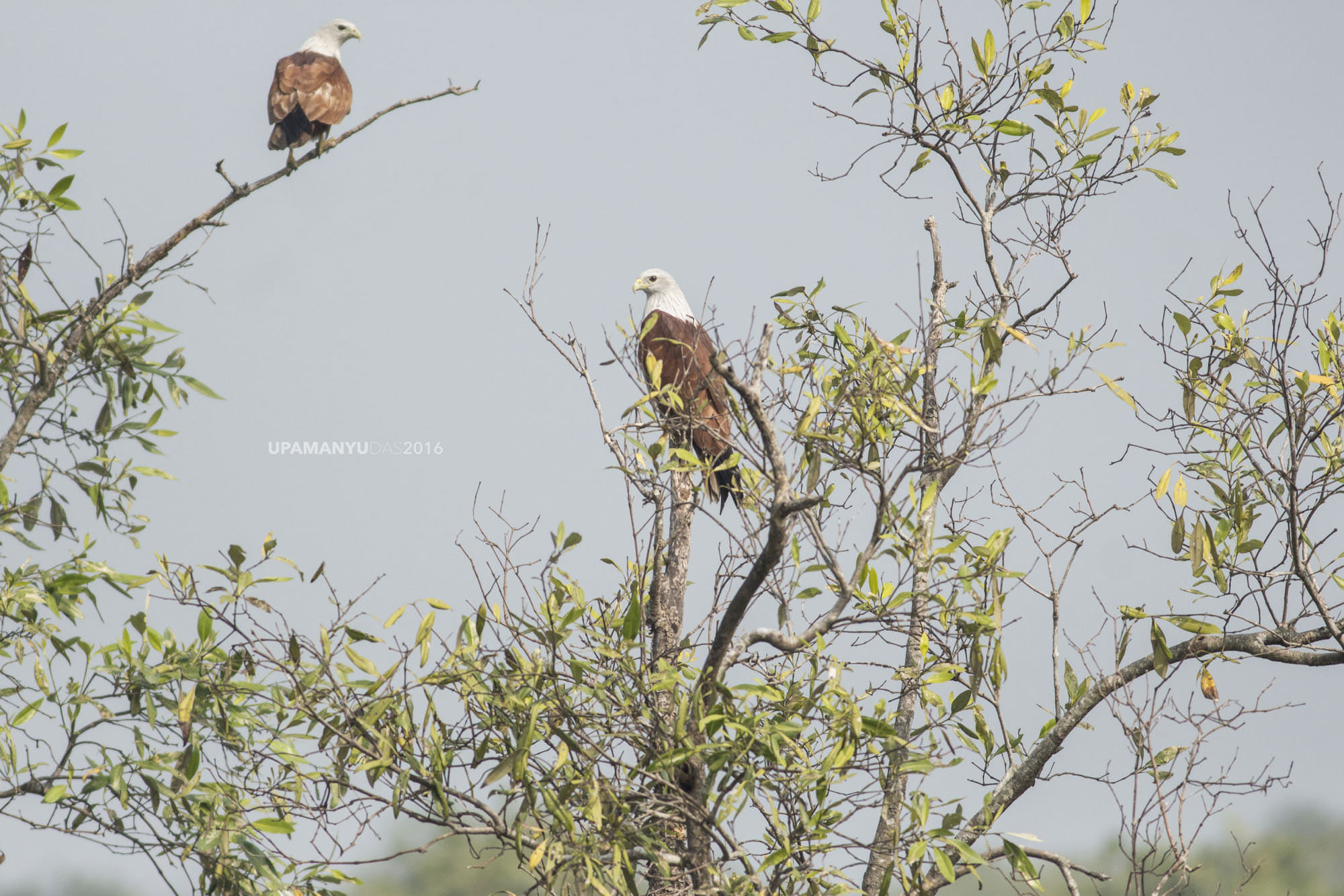 Brahminy Kite