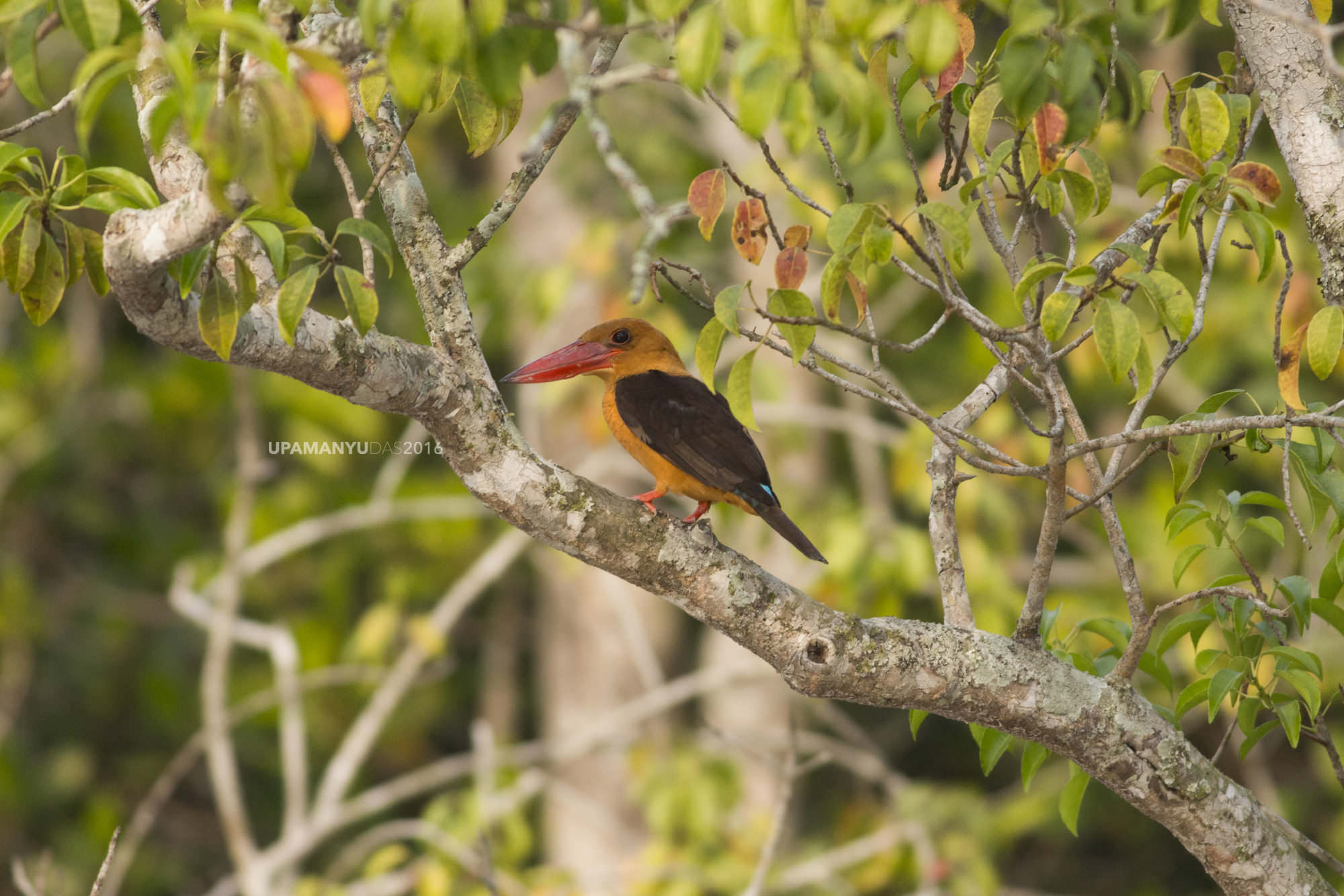 Brown Winged Kingfisher