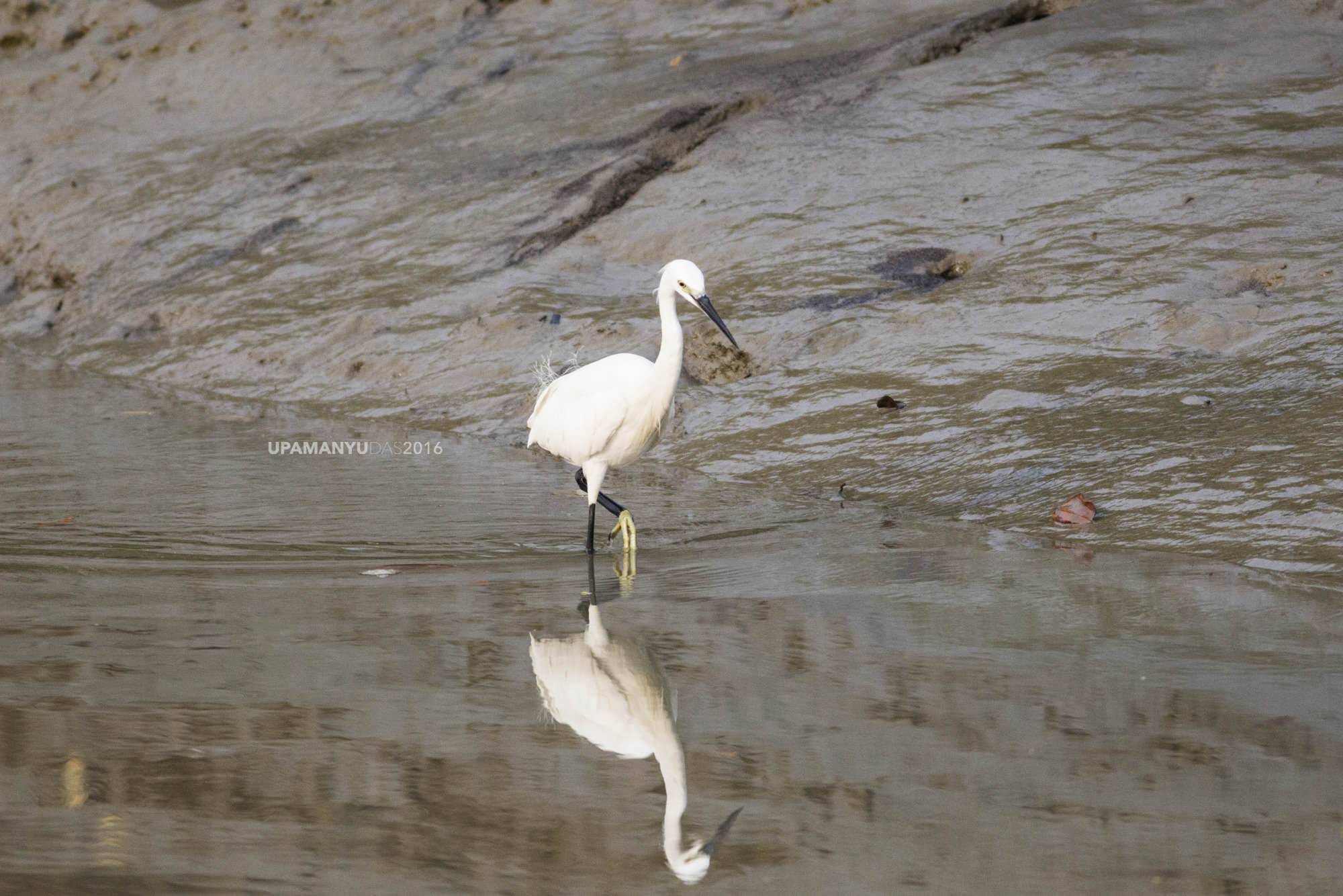 Little Egret