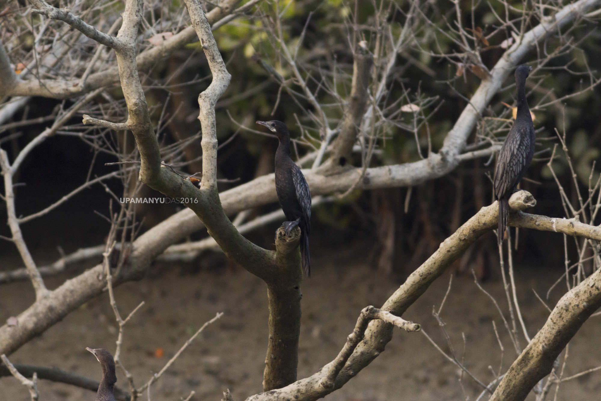 Cormorant