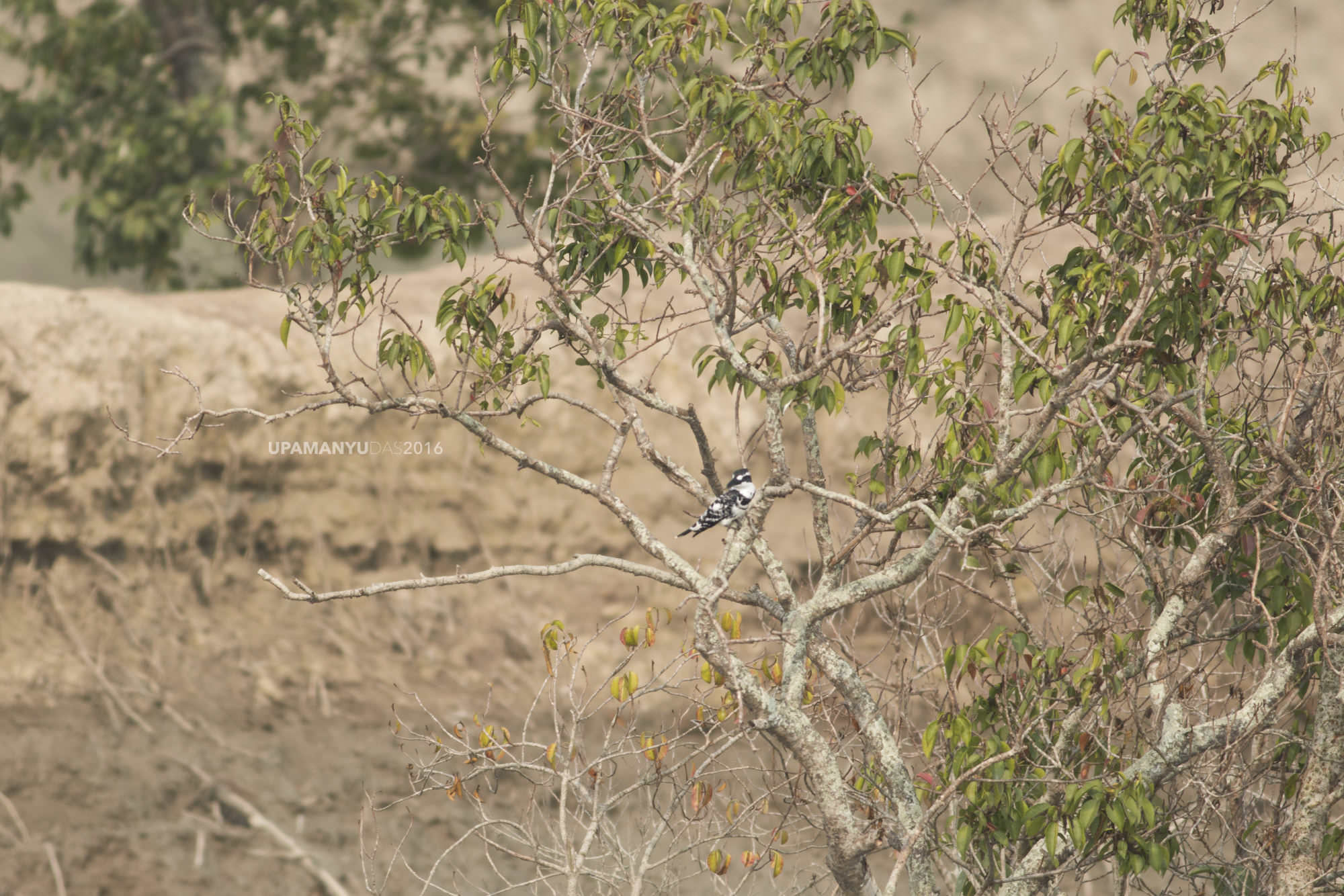 Pied Kingfisher