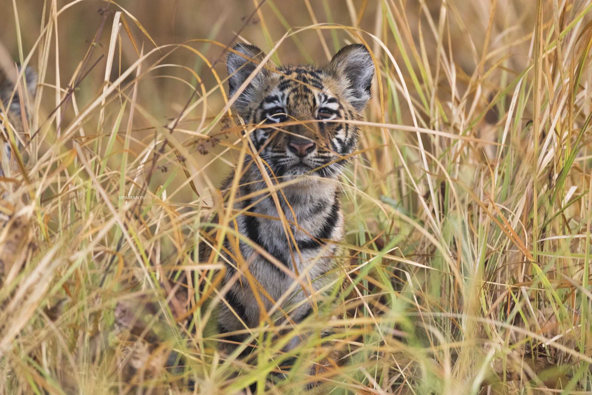 Tiger Cub (Tadoba)