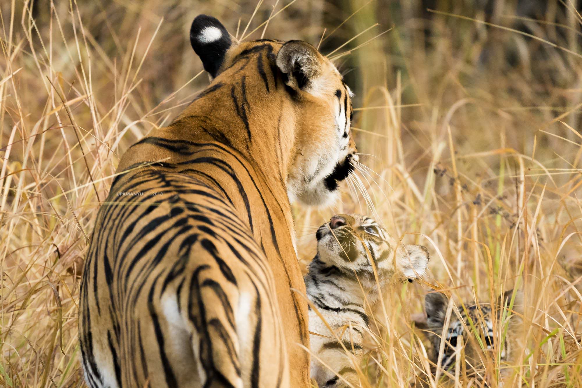 Playing with Mother (Tadoba)