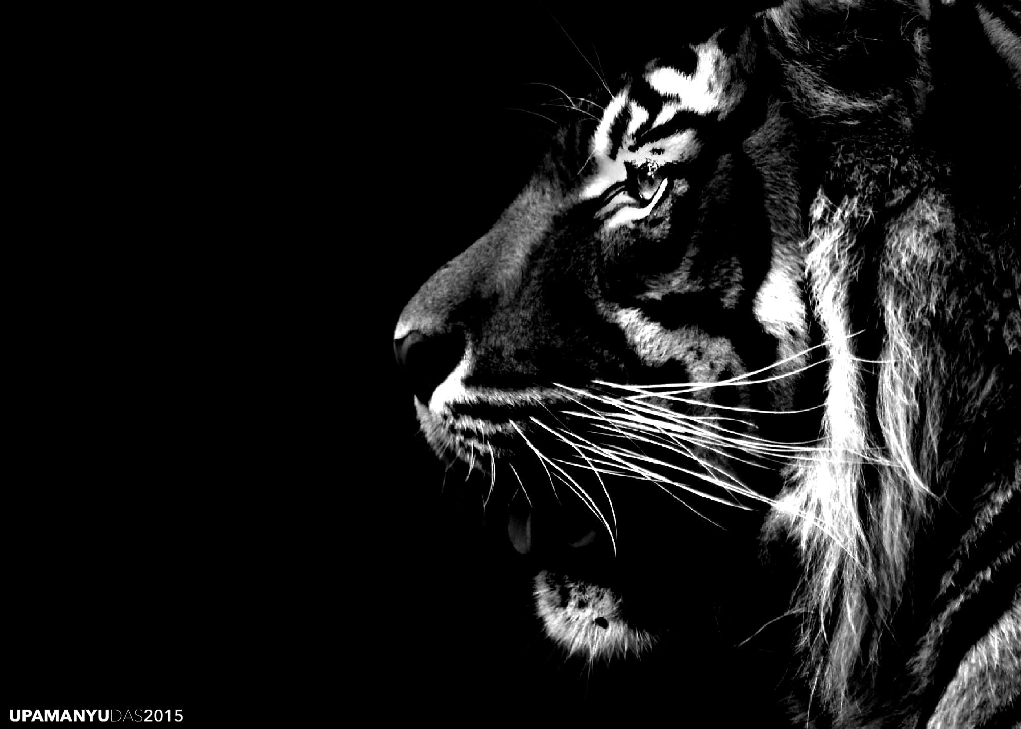 zoo, royal bengal tiger, tiger