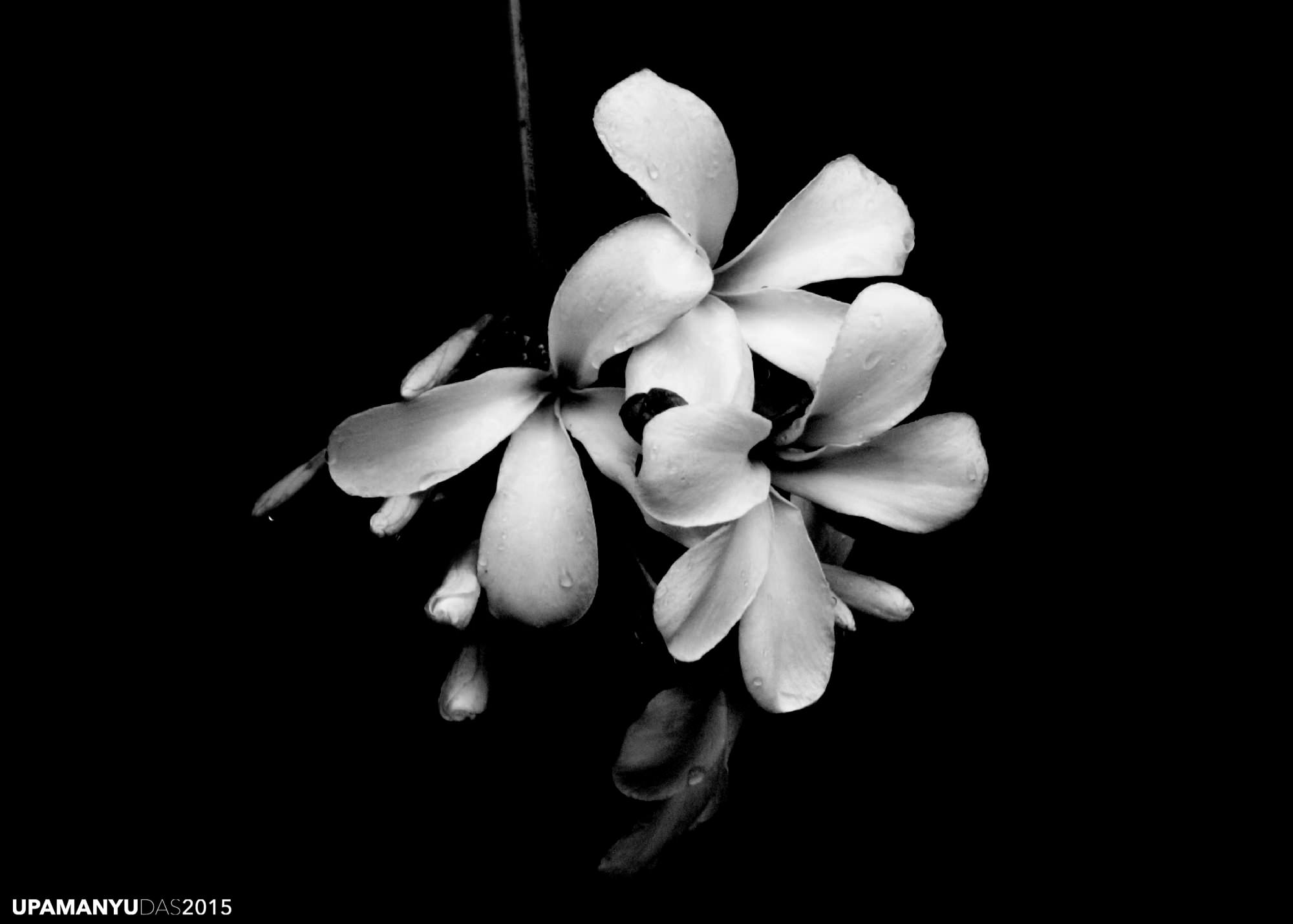 zoo, plumeria, flower