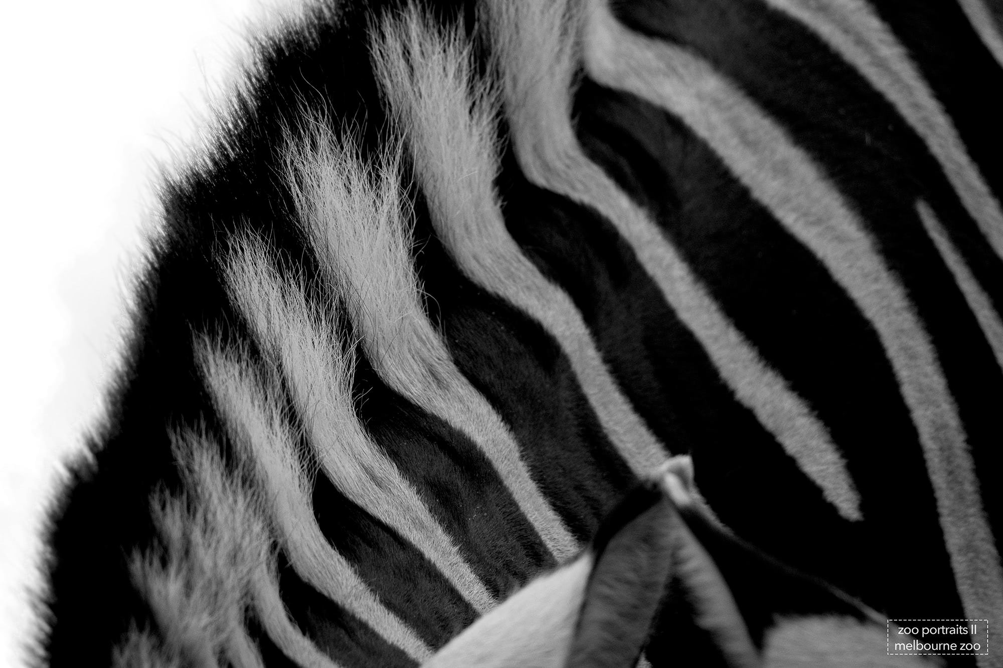 zoo, zebra, africa